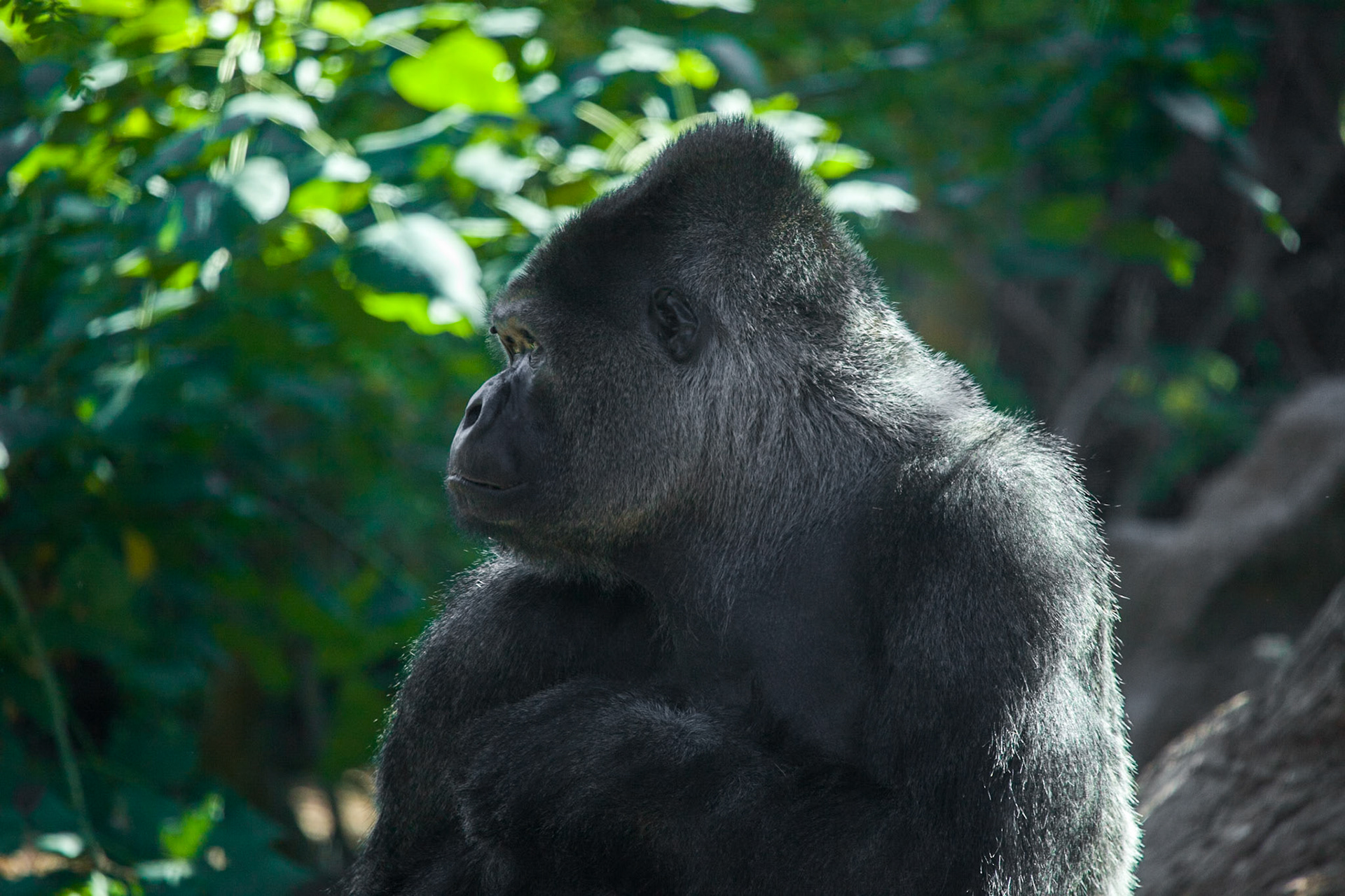 Loro Parque