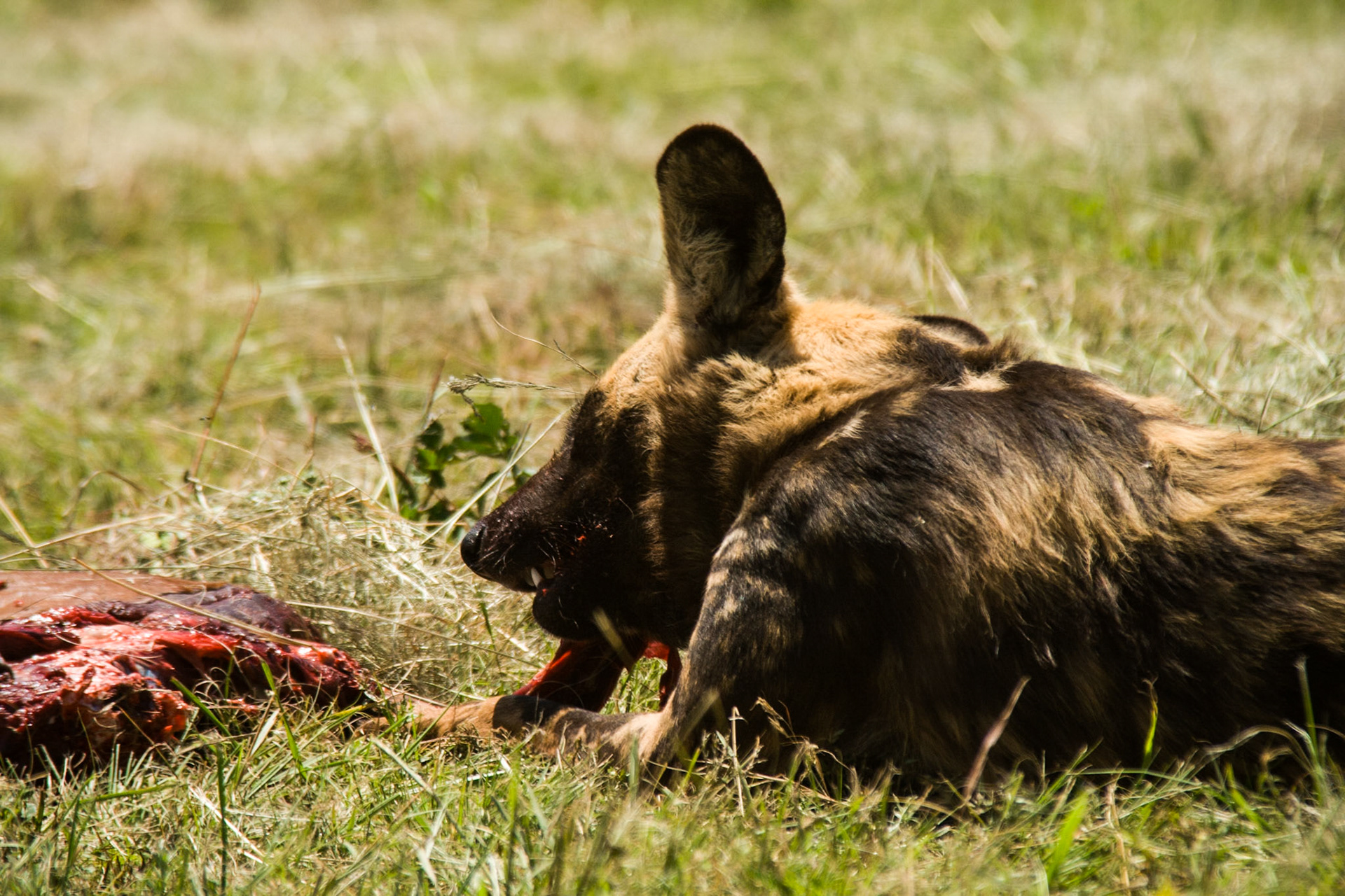 Wild Dog enjoying a quiet meal alone