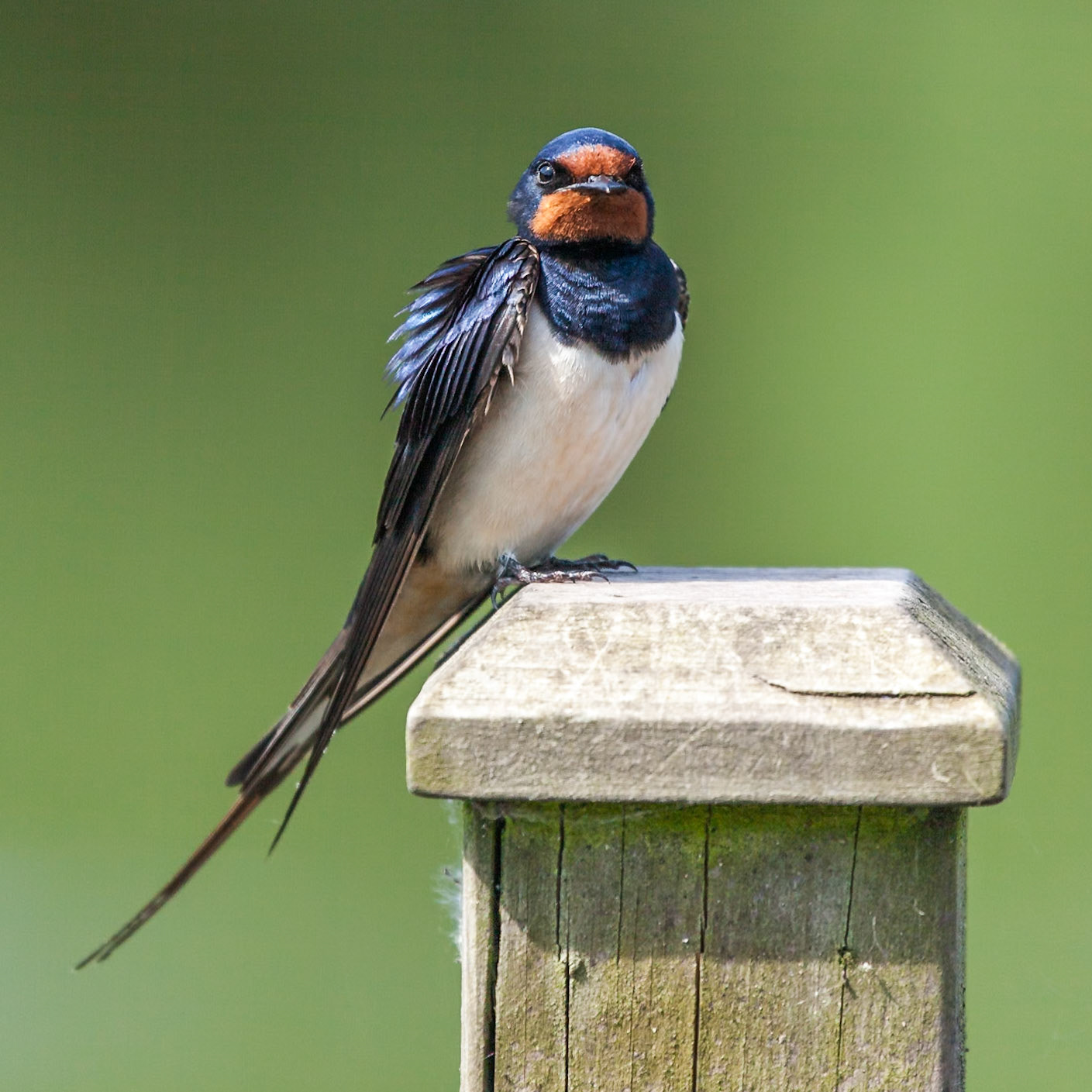 breakfast companion - www.wwt.org.uk/wetland-centres/martin-mere/