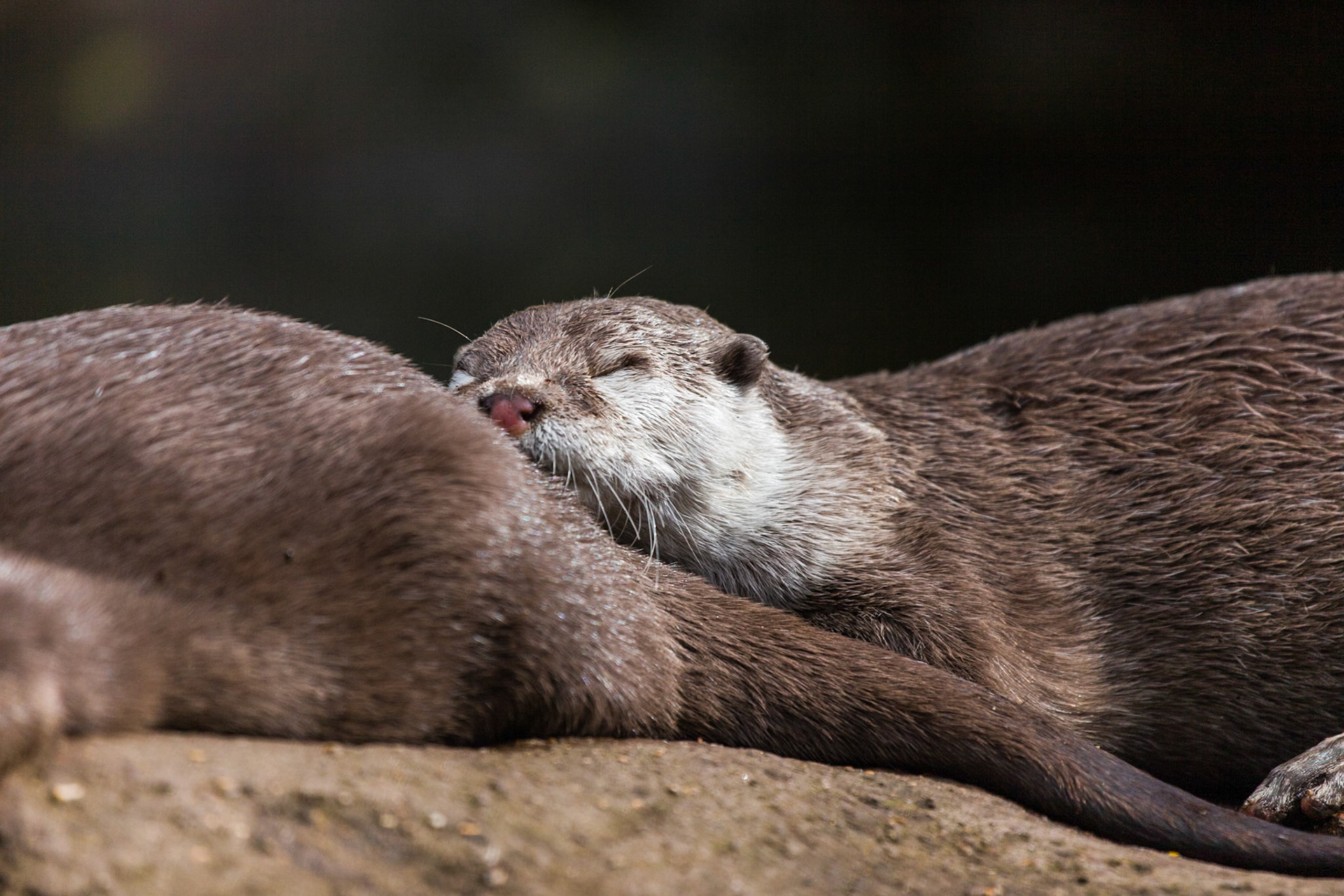Otters ZSL