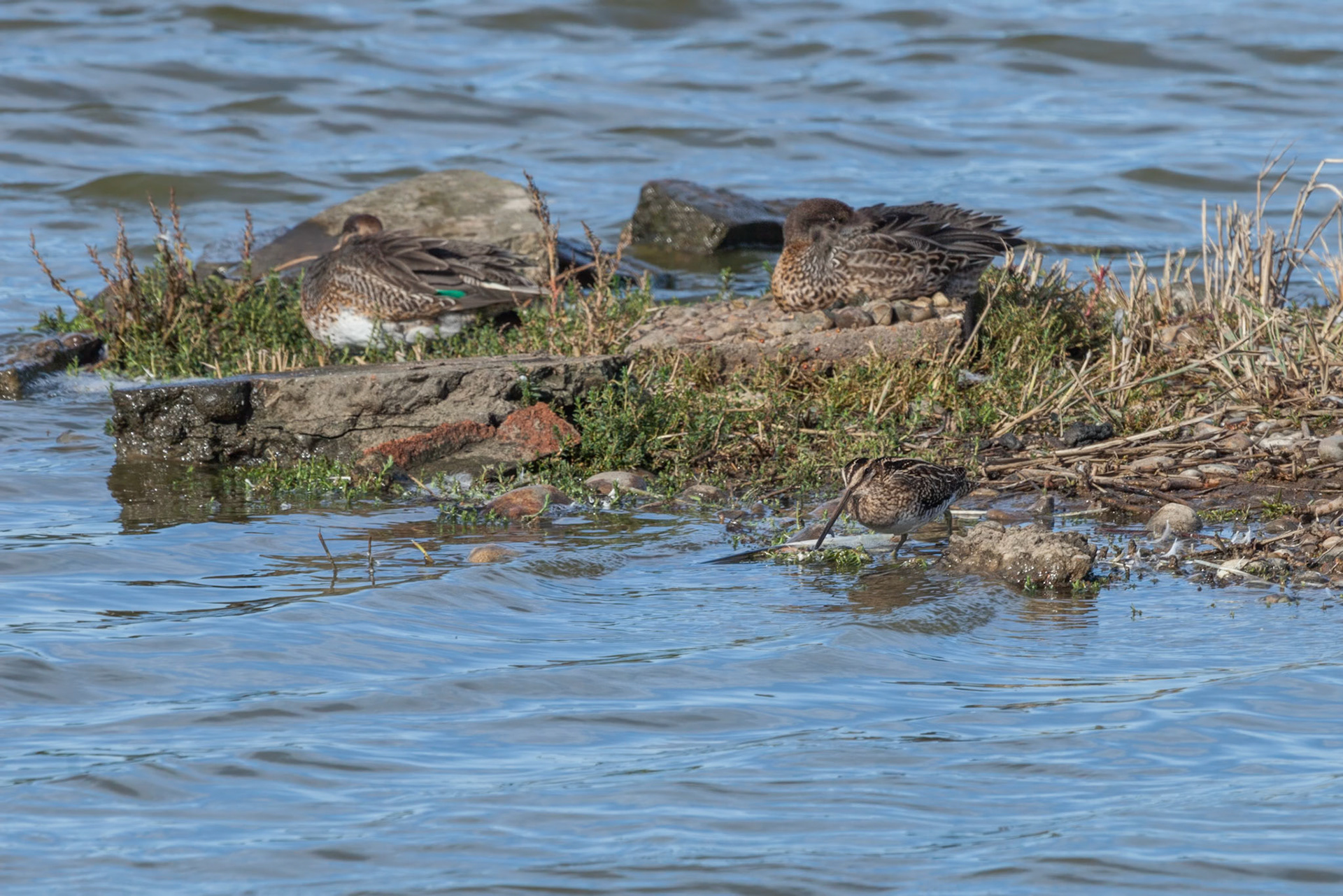 Snipe