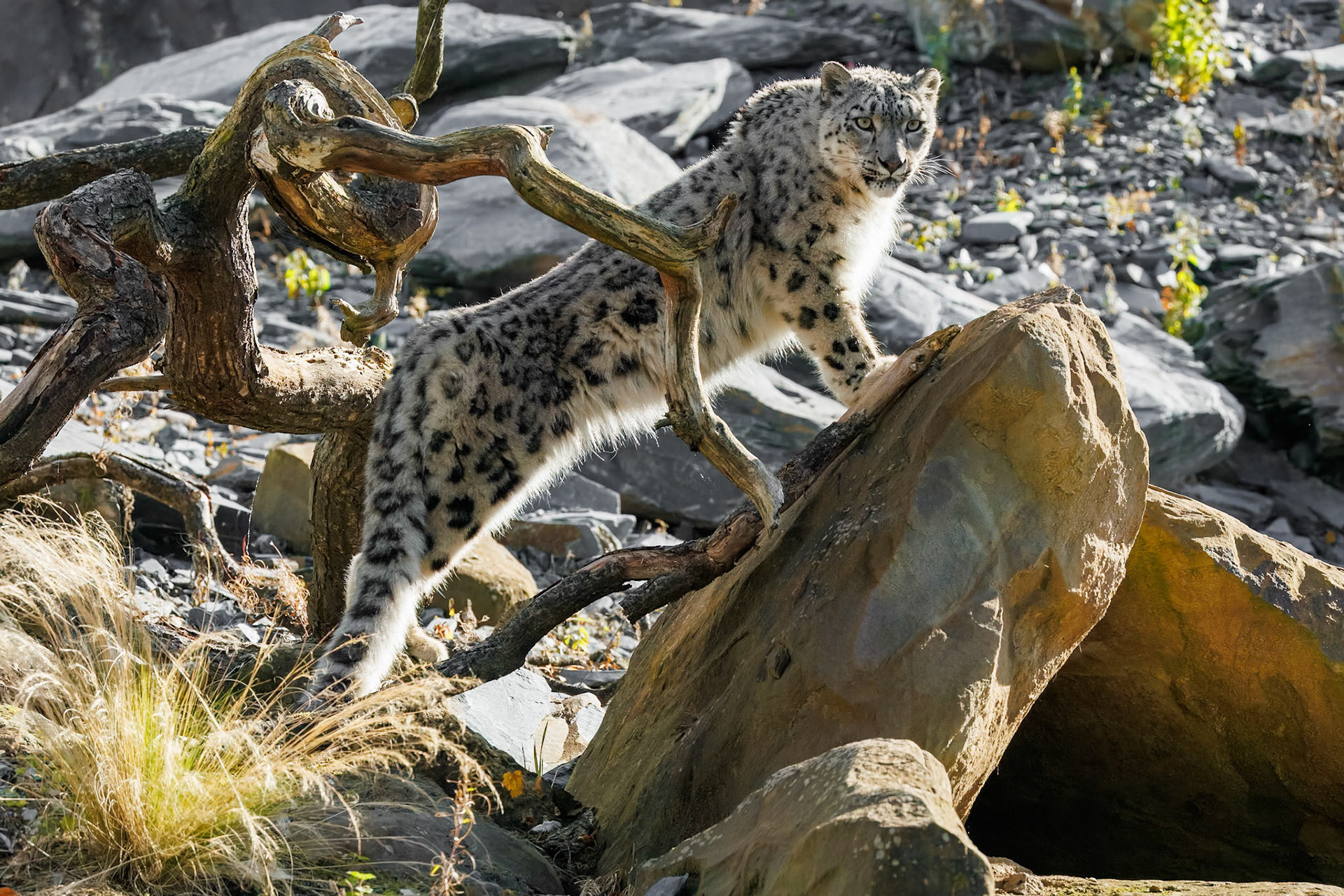 Snow Leopard, Nubra