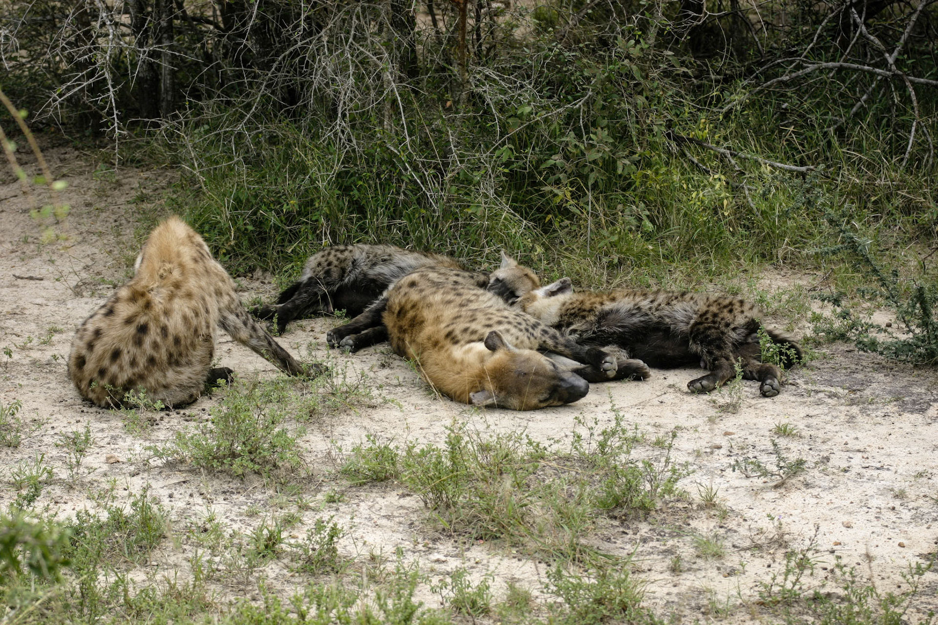 Just a little daytime sleep by the side of the road - Kruger SA