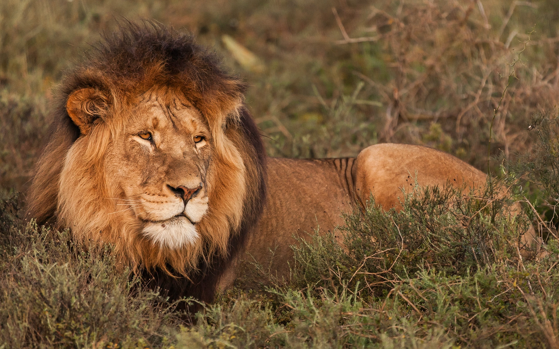 Addo Elephant National Park SA