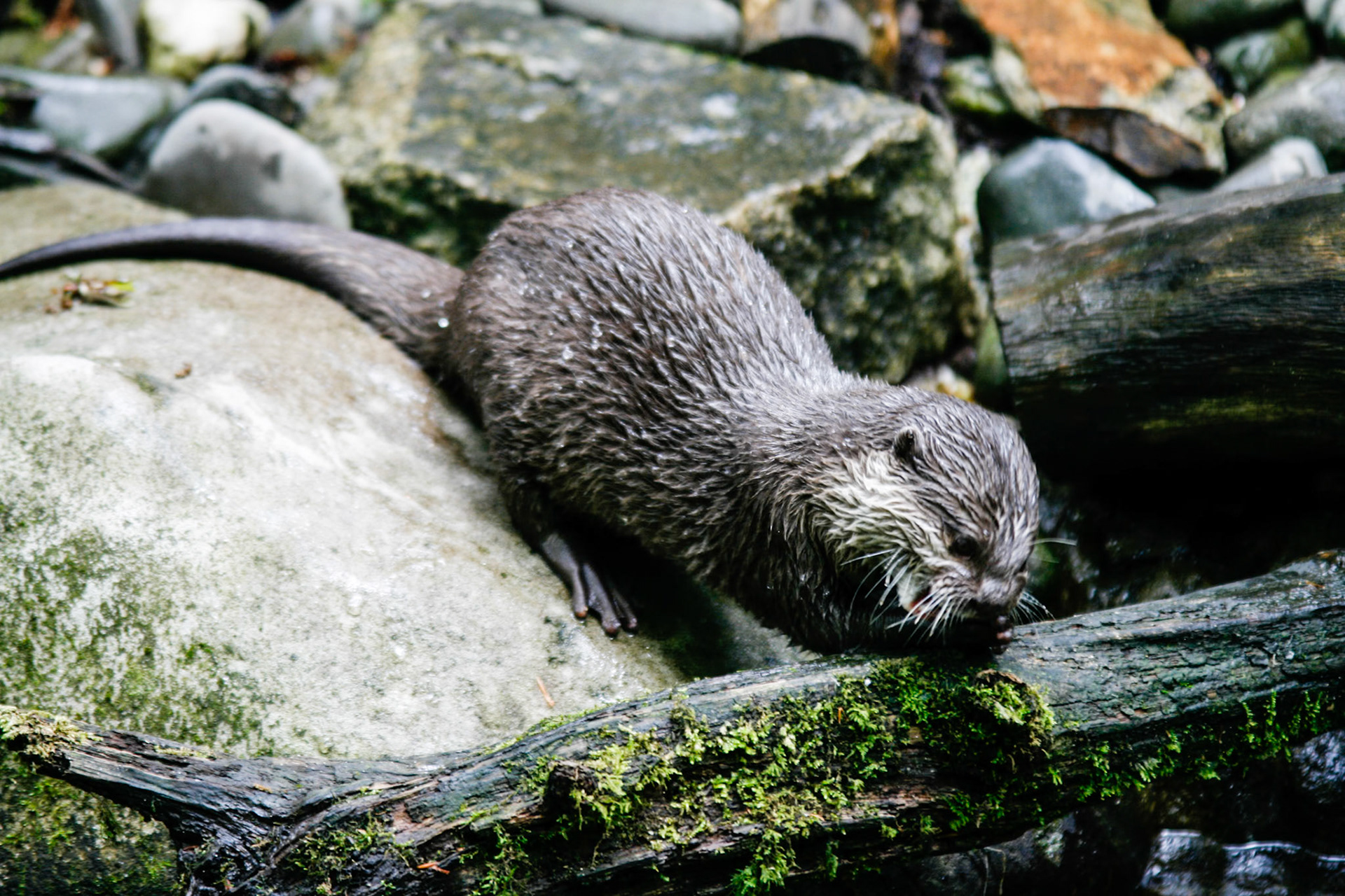 Otter at the Seal Sanctuary Cornwall