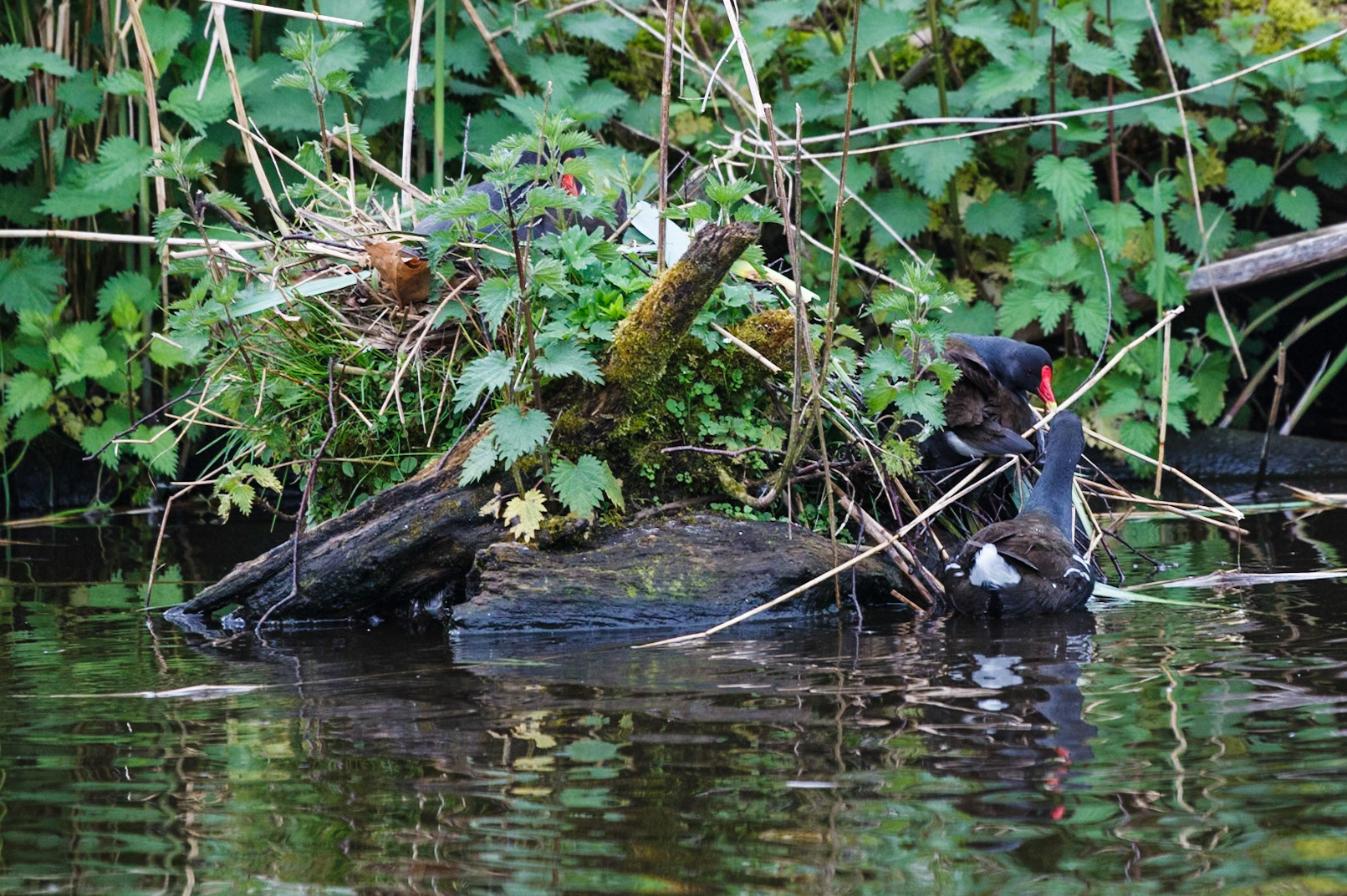 WWT Martin Mere