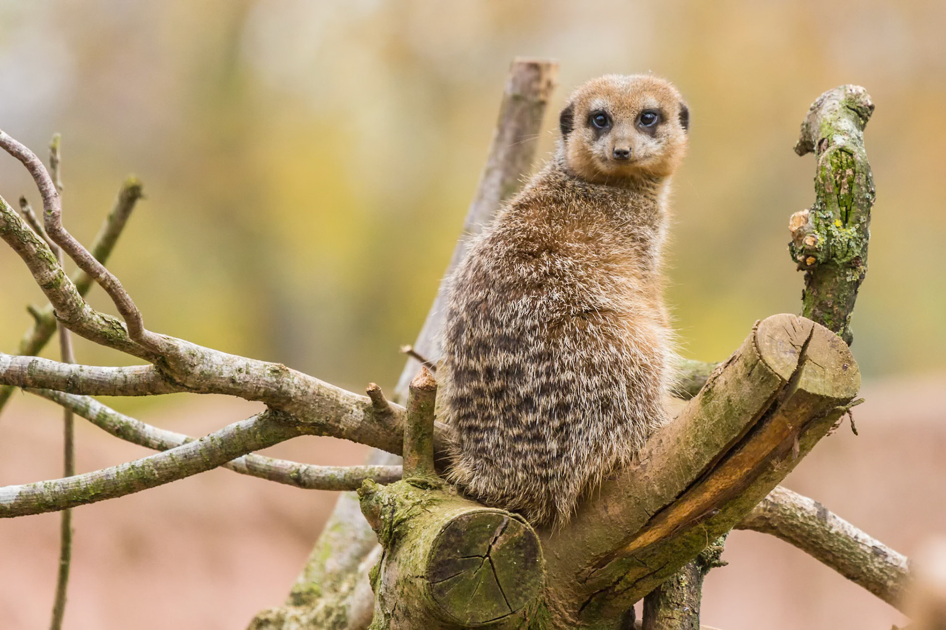 OK so hurry up with that camera I have lookout duty to do. Chester Zoo 2014