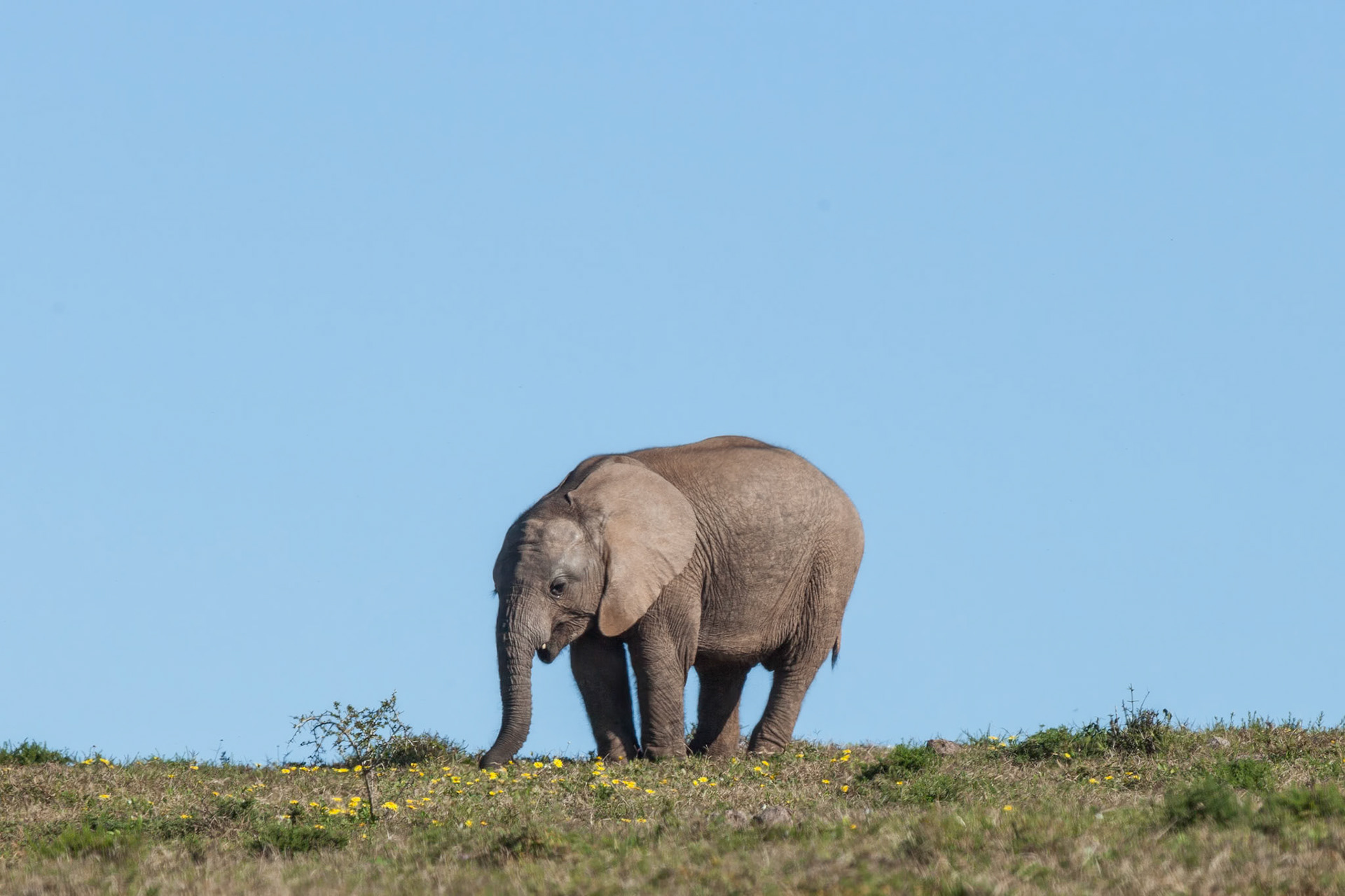 Addo Elephant National Park SA