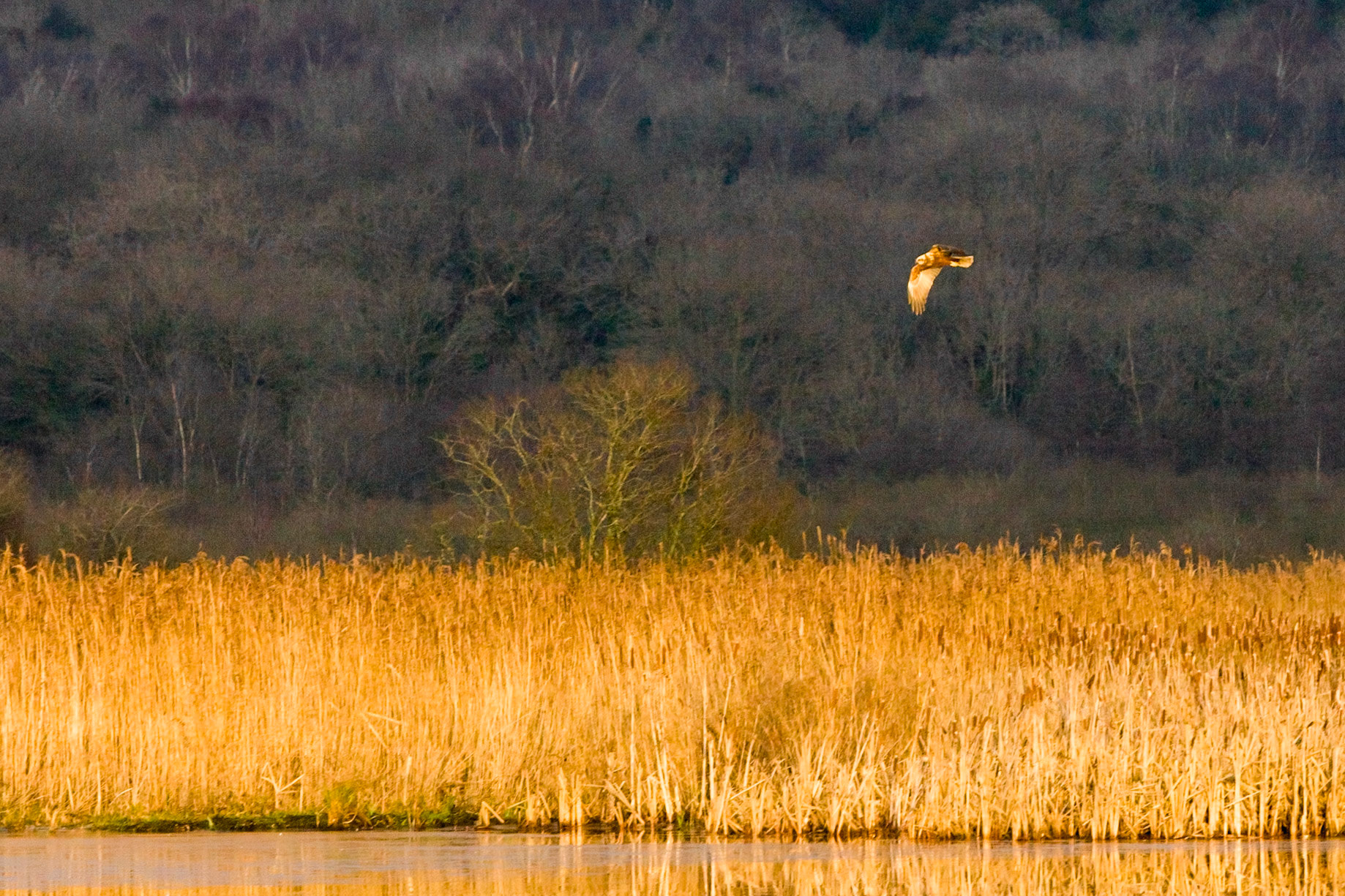 RSPB Leighton Moss Christmas