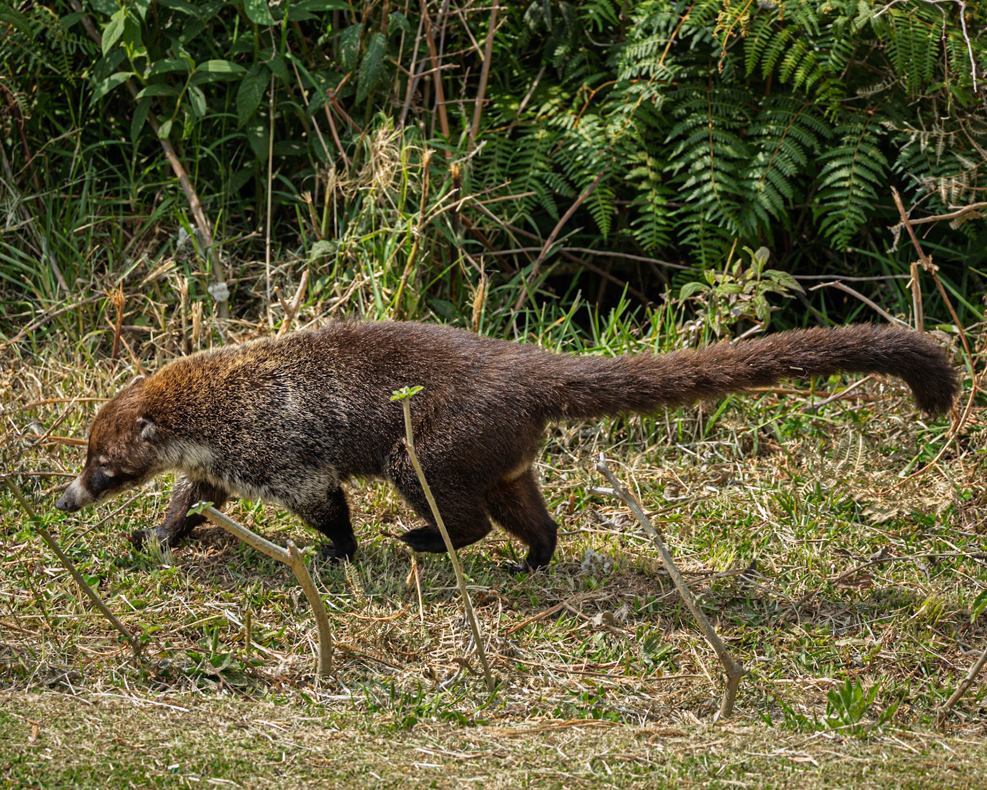 White Nosed Coati