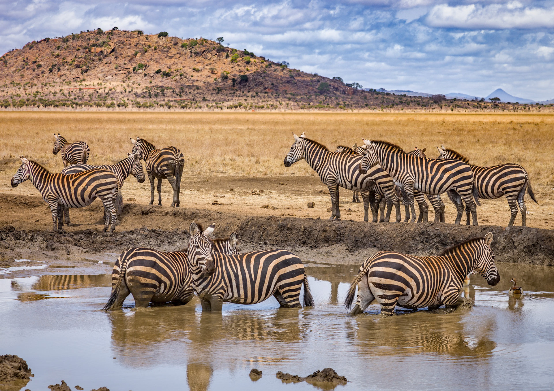 Zebra Tsavo East Kenya