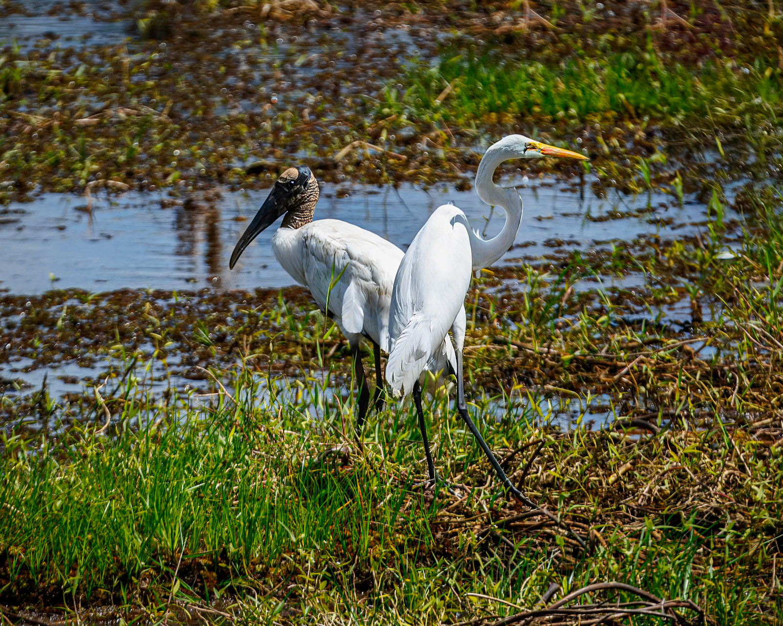 Wood Stork and Cattle Egret
