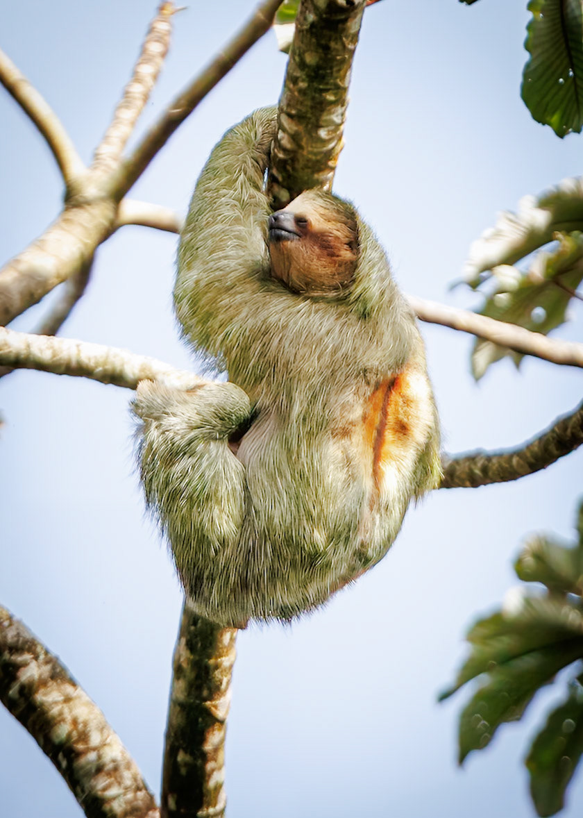Three-toed Sloth