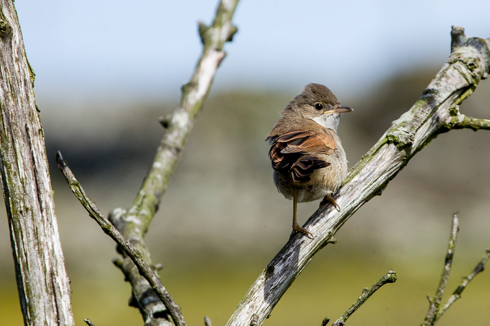 RSPB South Stack - Whitethroat
