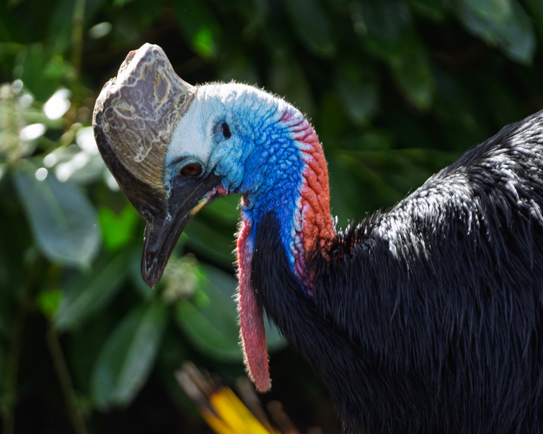 Southern Cassowary - Chester Zoo