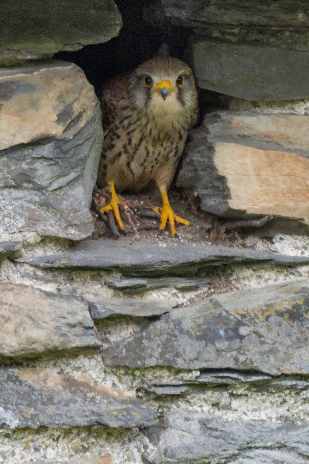 Kestrel exploring new home
