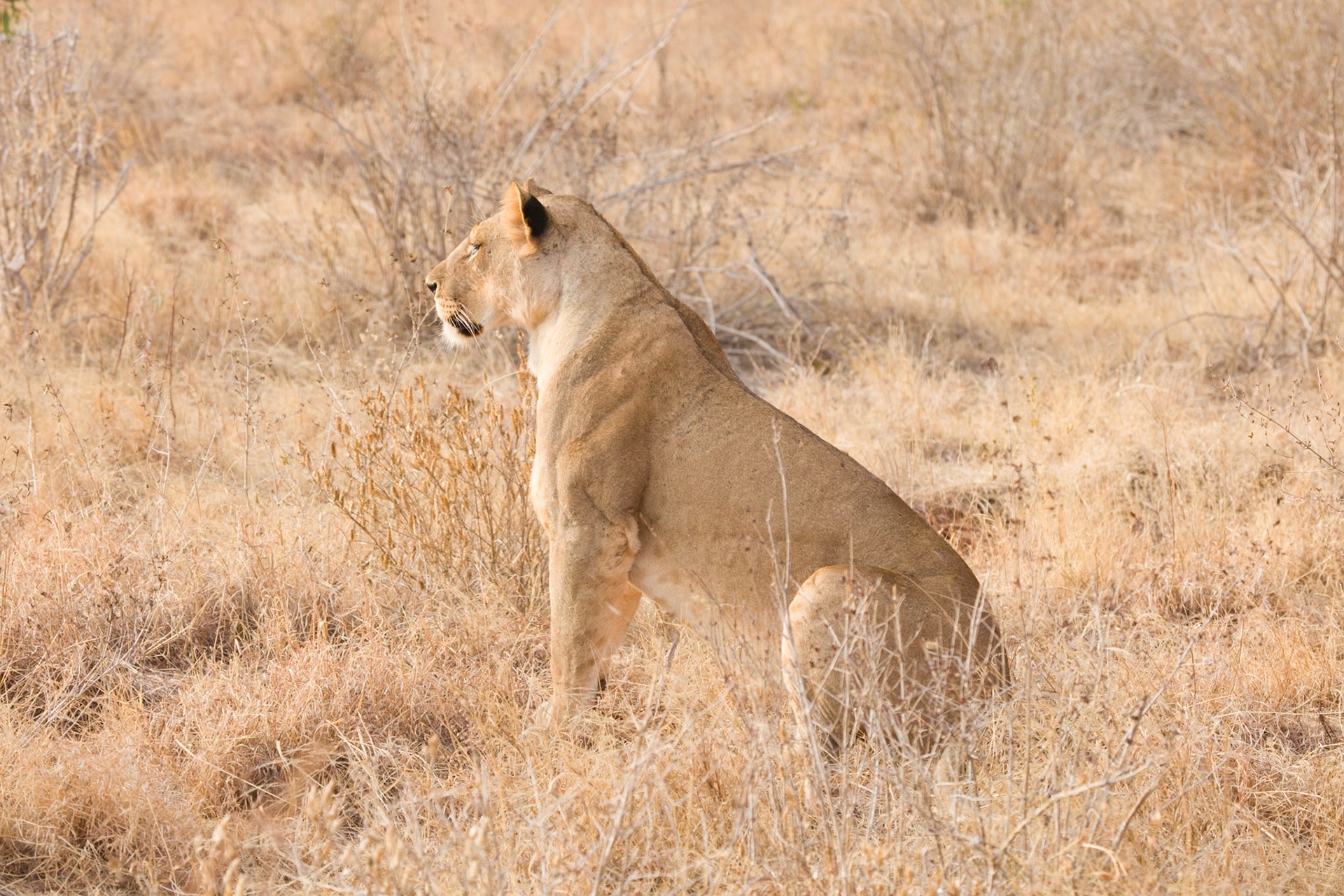 Tsavo Reserves, Kenya