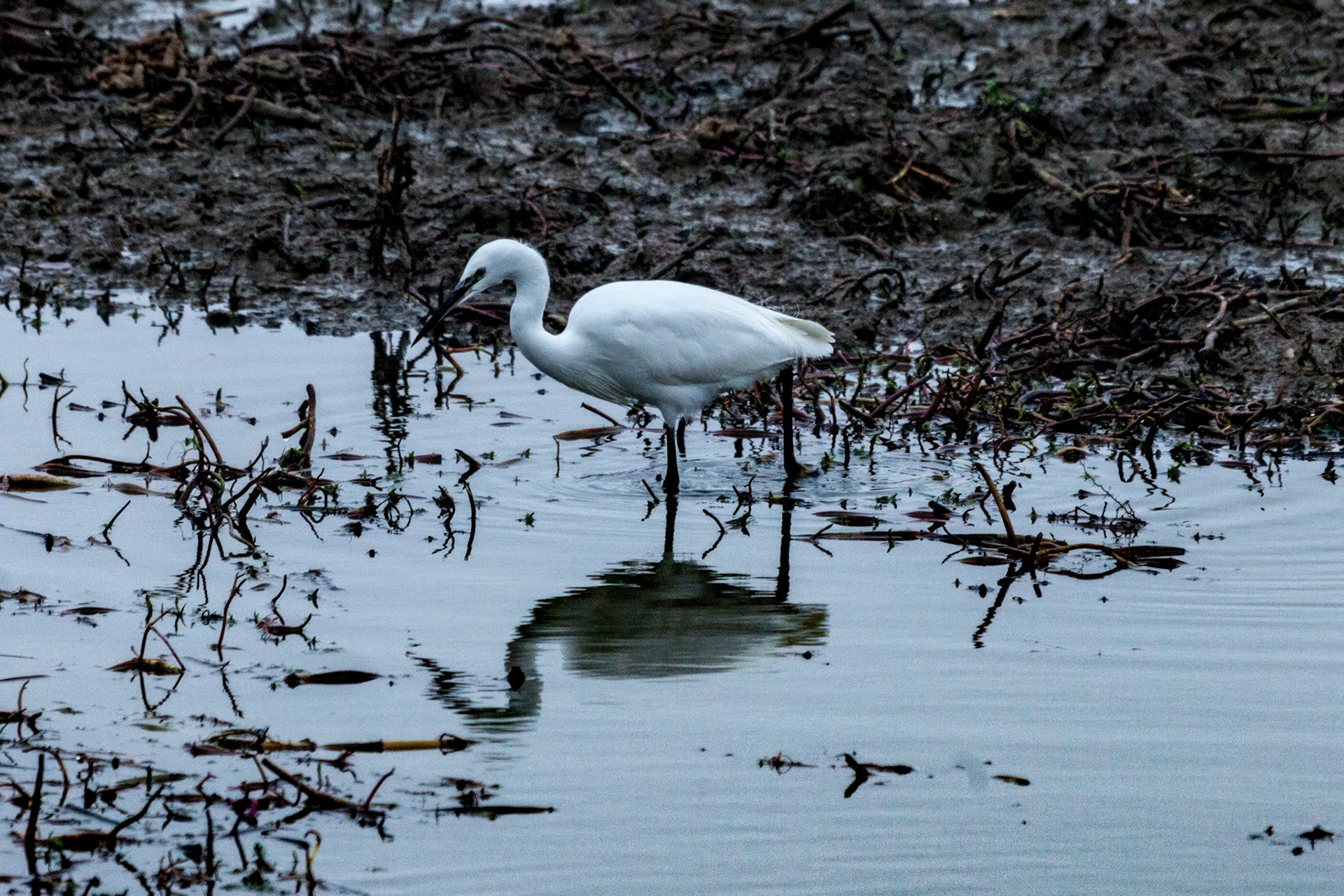 Little Egret