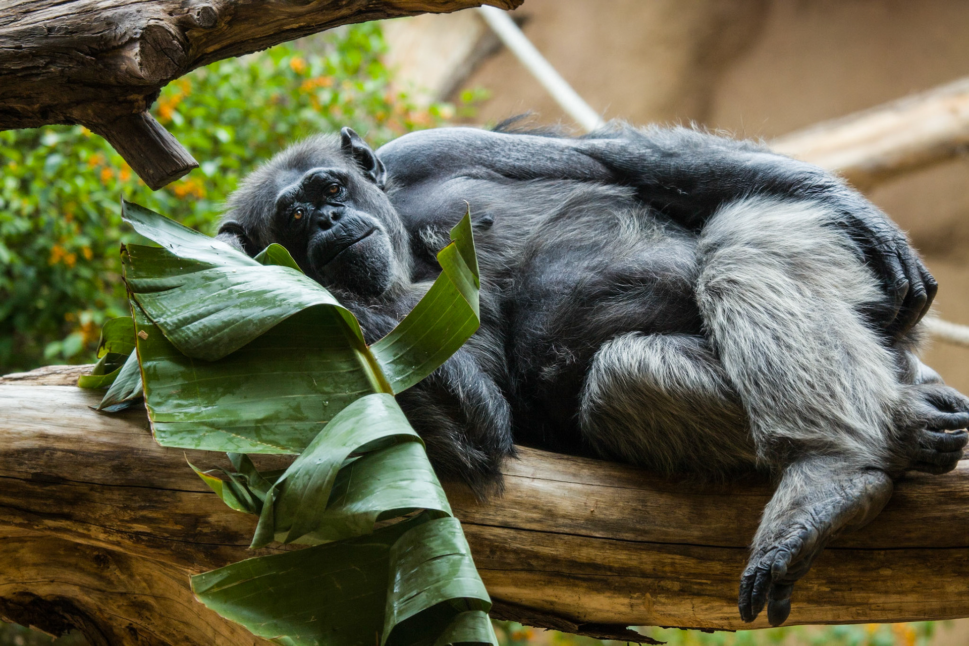 Chimpanze Loro Parque