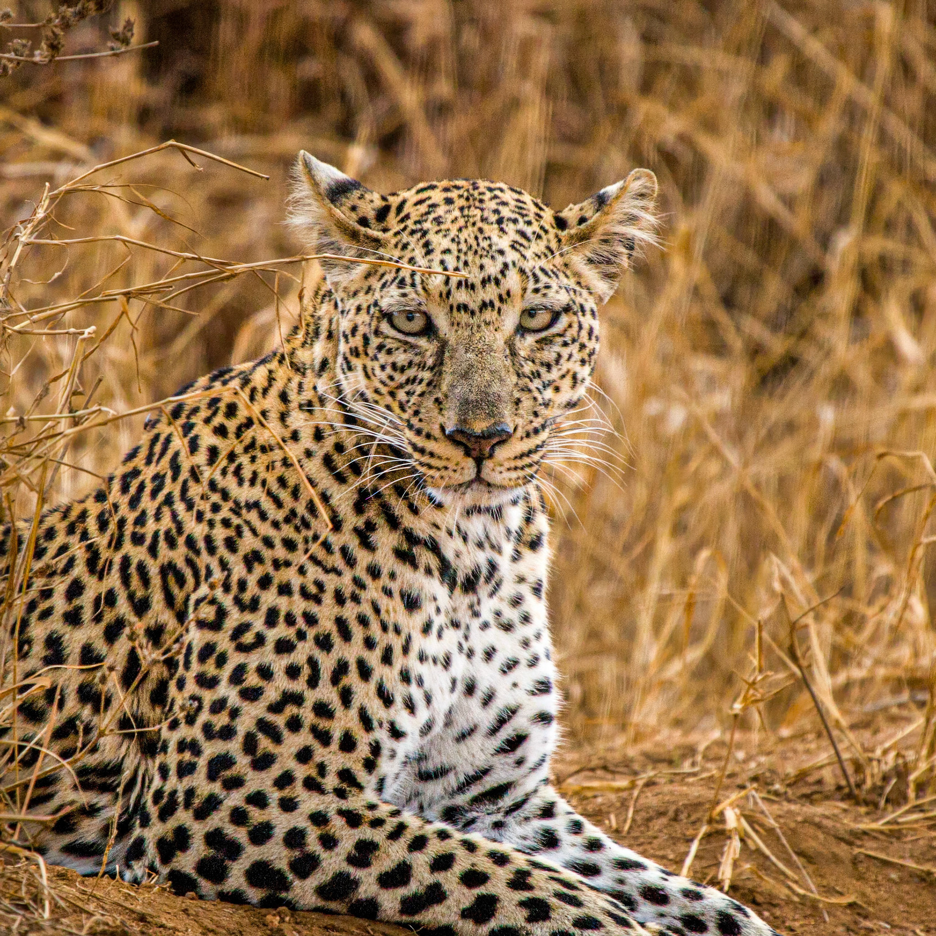 Photos taken at Tsavo East and West, Kenya