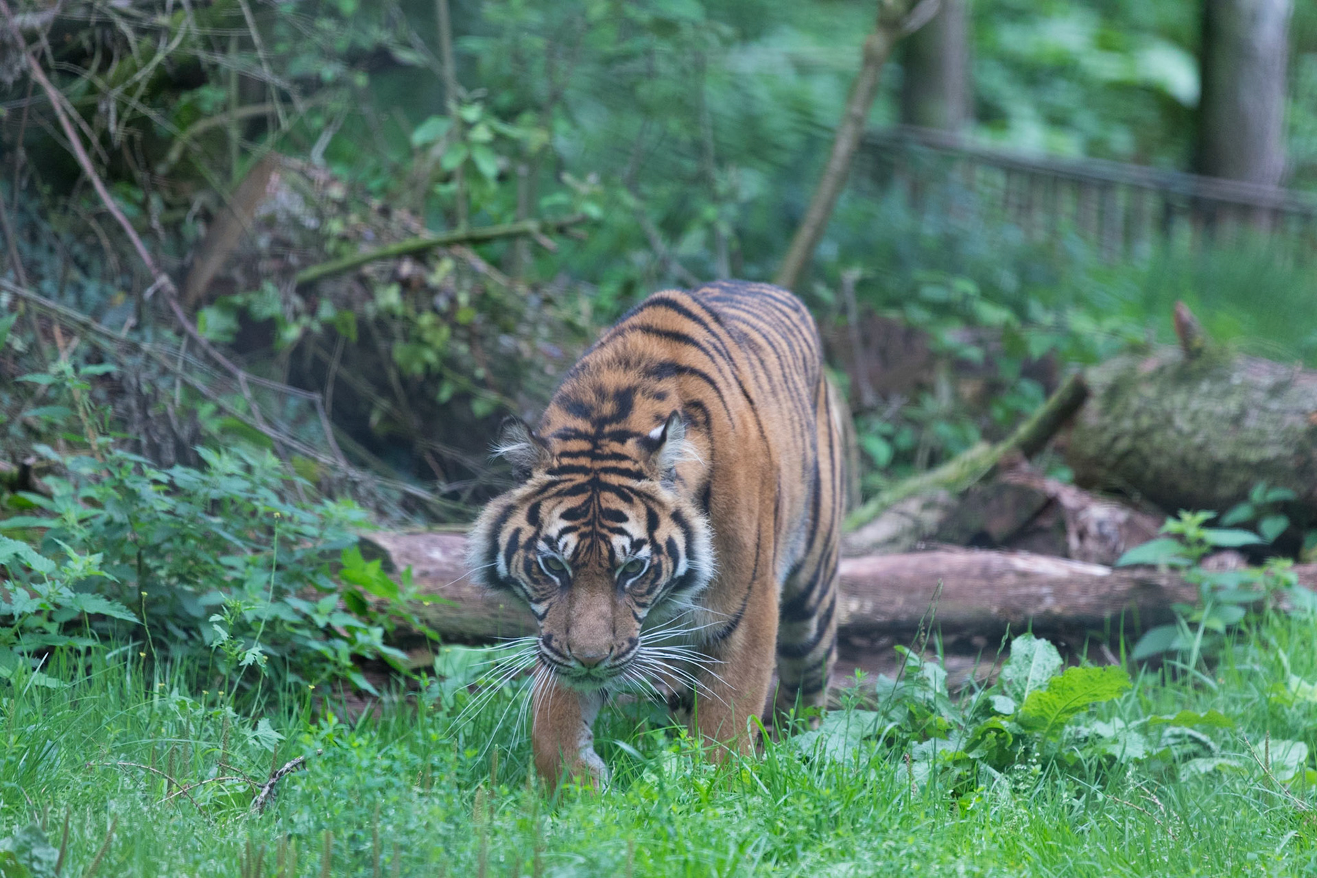 South Lakeland Safari Zoo