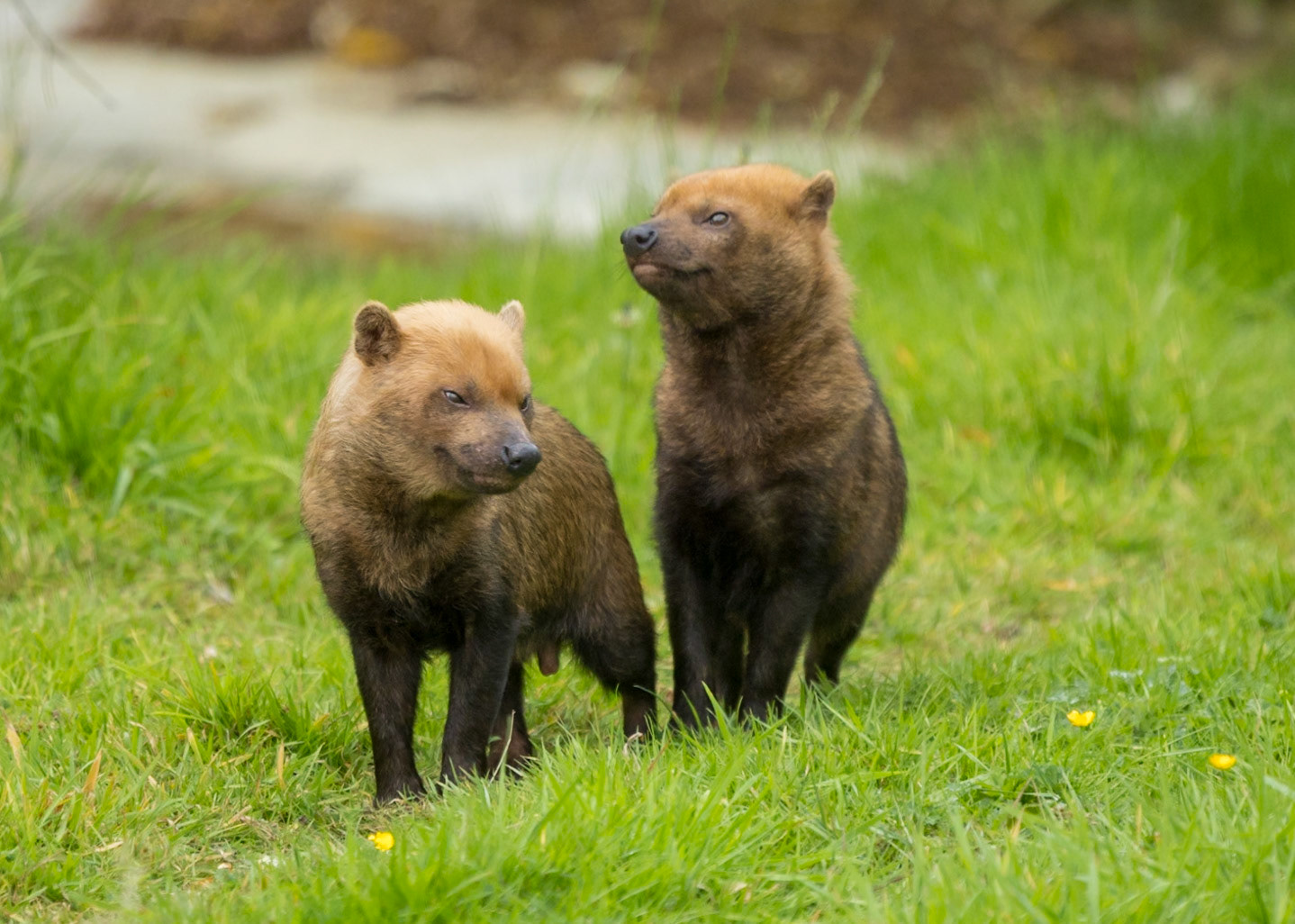 Bush Dog, Peak Wildlife Park