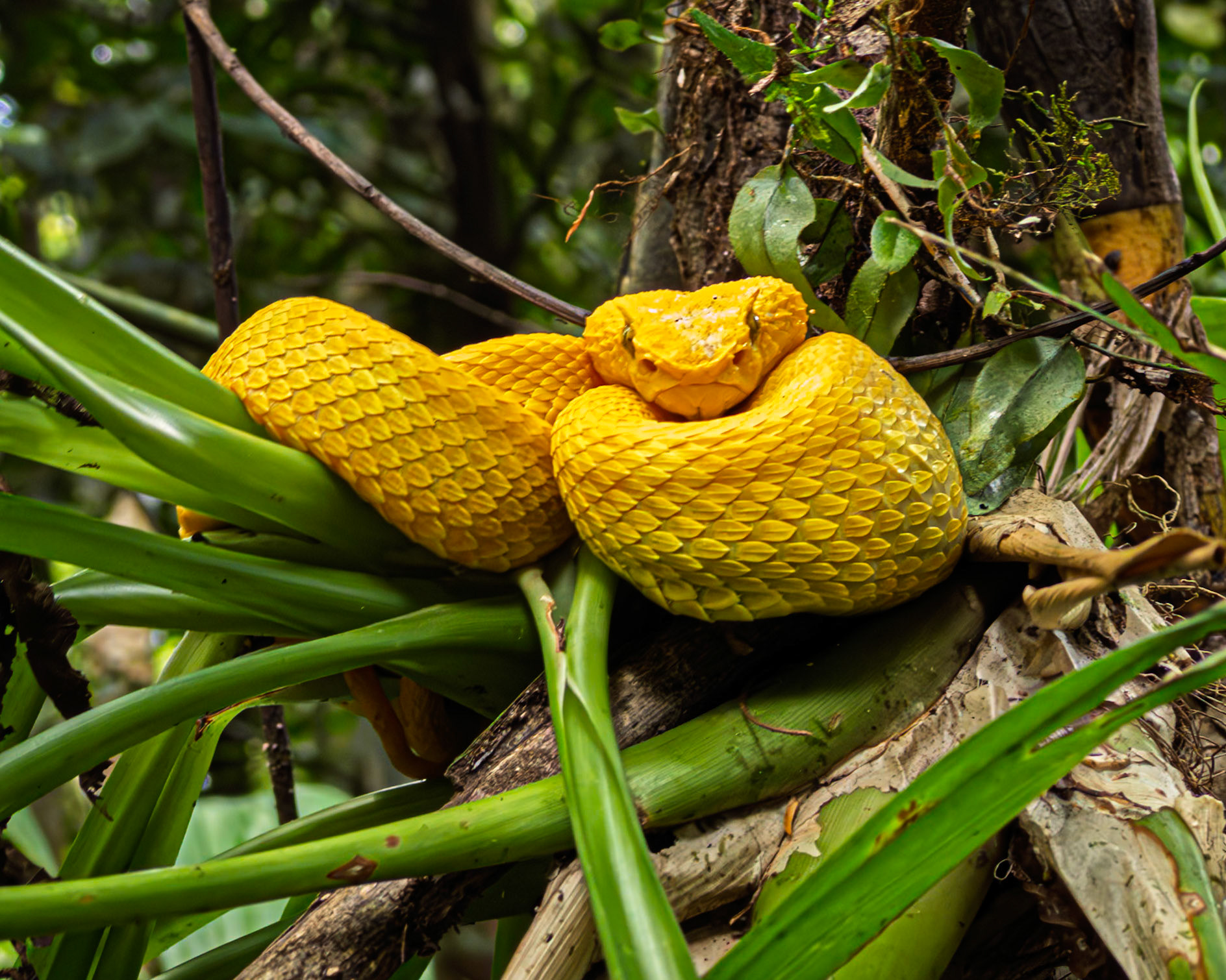 Yellow Eyelash Pitviper