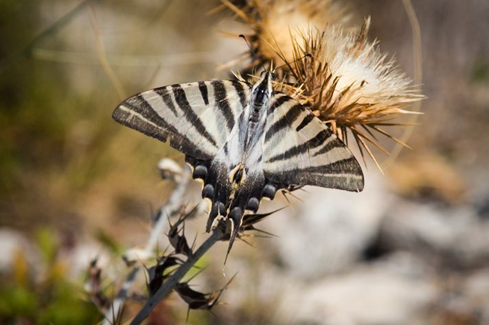 Scarce Swallowtail (Iphiclides podalirius) Calamorro Mountain, Benalmadena