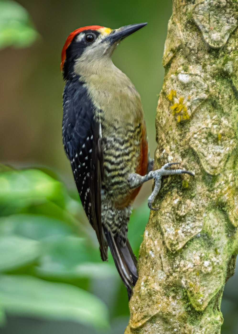 Black Cheeked Woodpecker