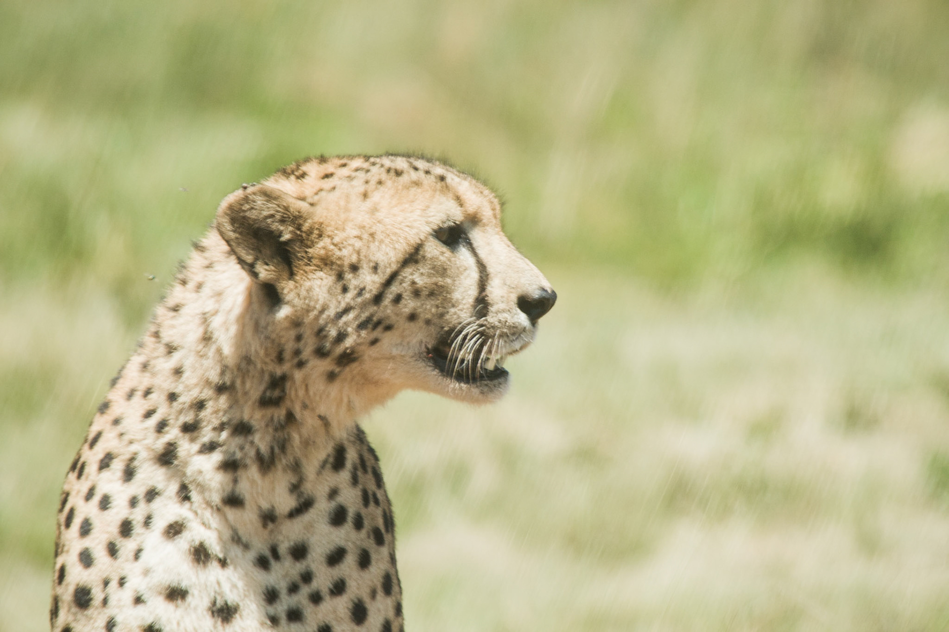 Cheetah -  Rhino and Lion Nature Reserve