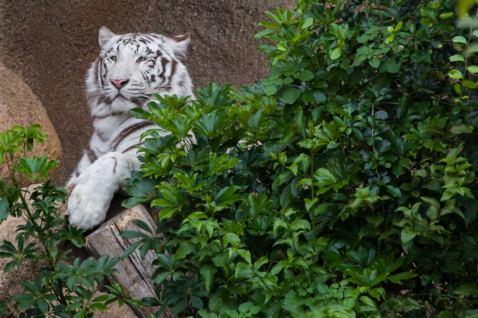 Loro Parque