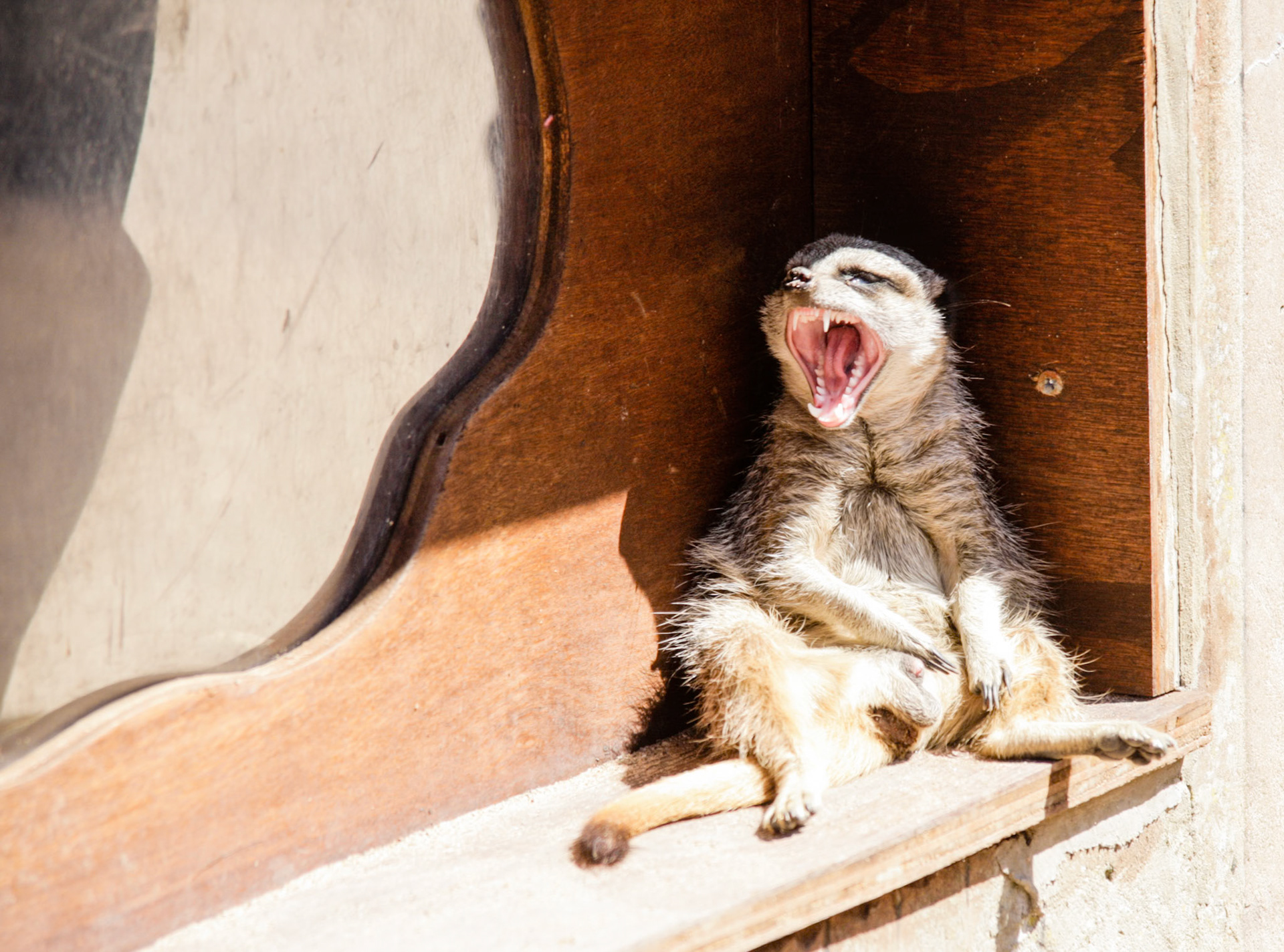 Meerkat enjoying the sun, it looks like really hard work -Chester ZooChester Zoo