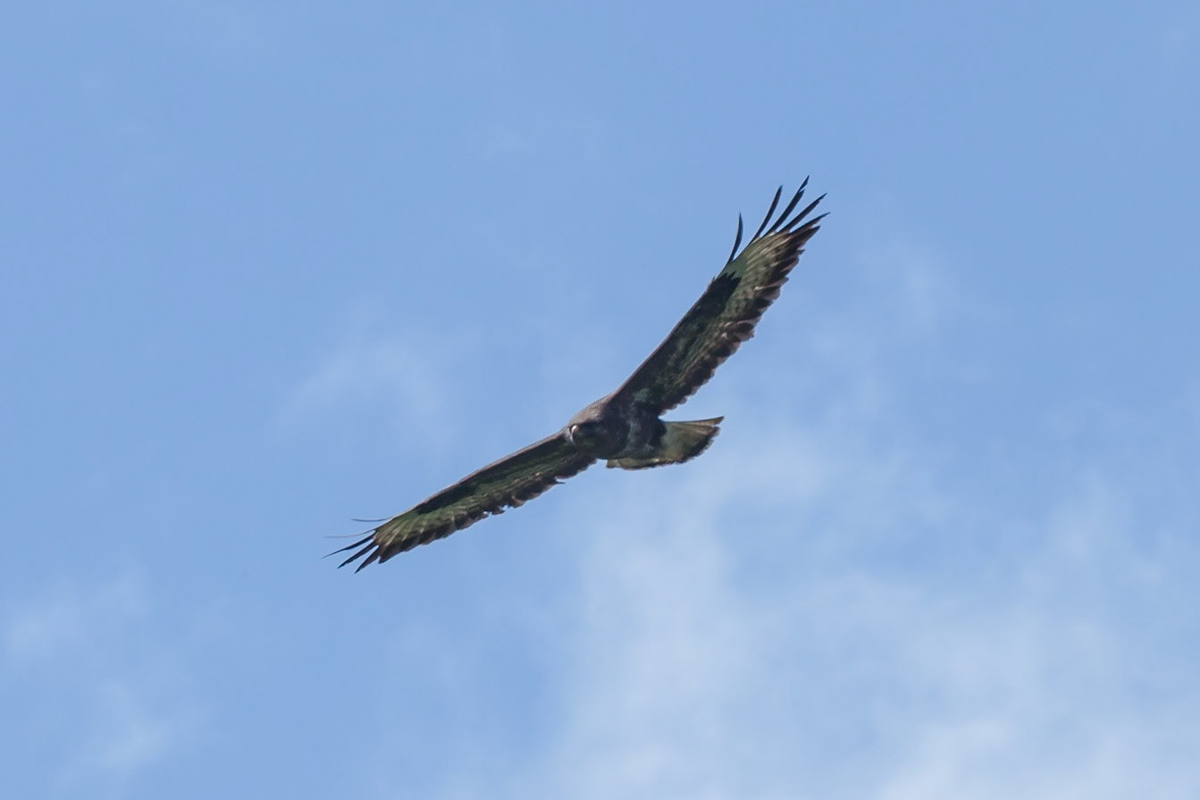 Buzzard