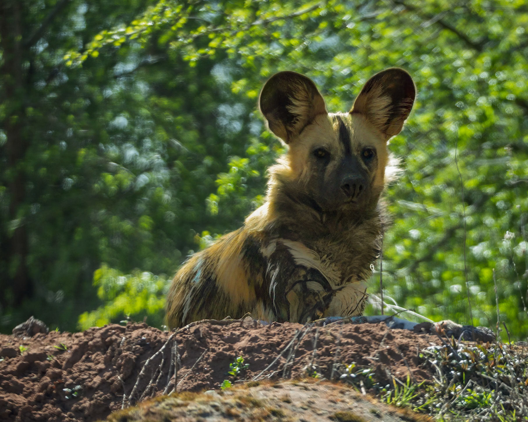African Wild Dogs - Chester Zoo