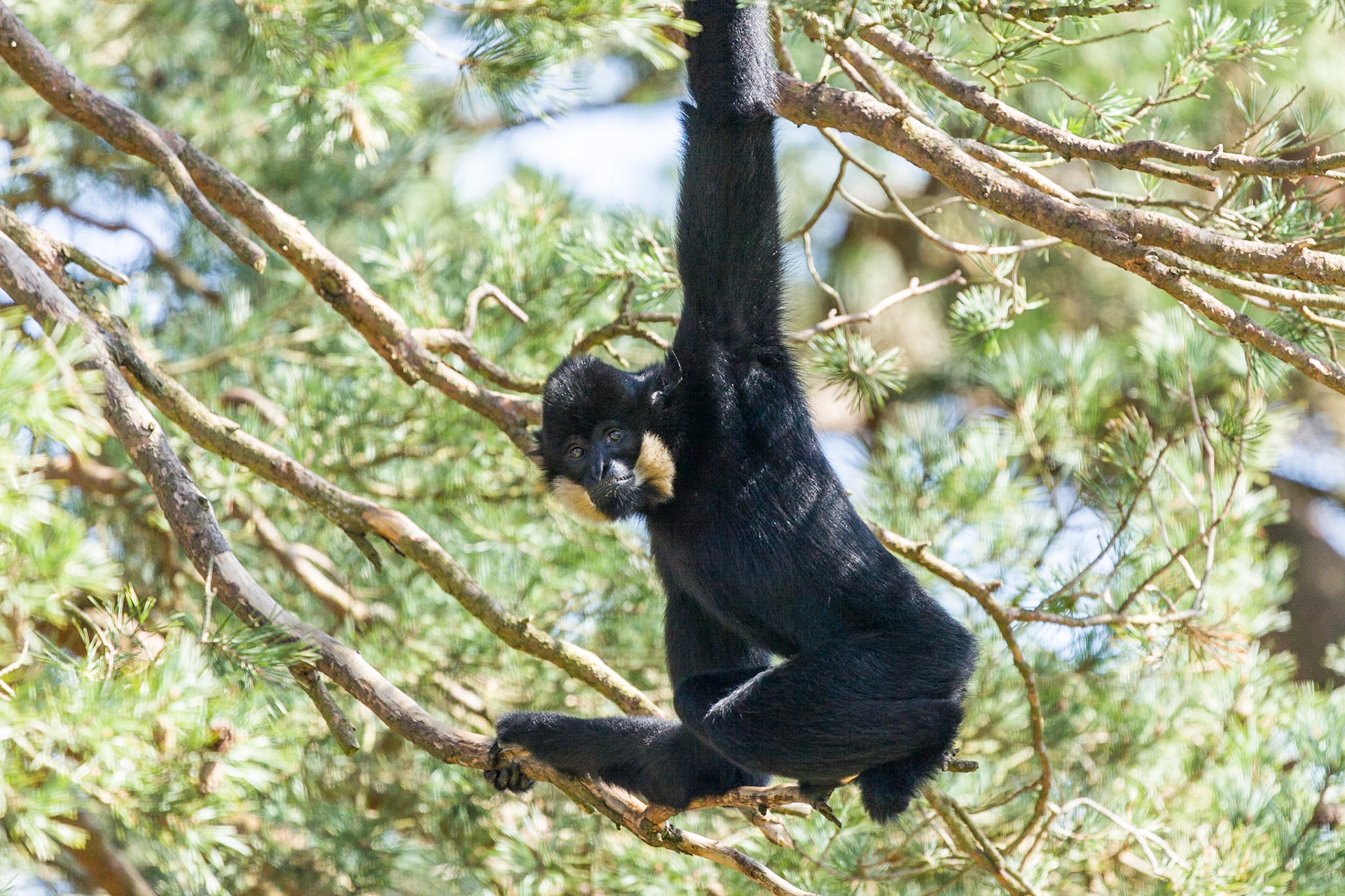 Monkey World, Monkey and Ape rescue centre, Dorset