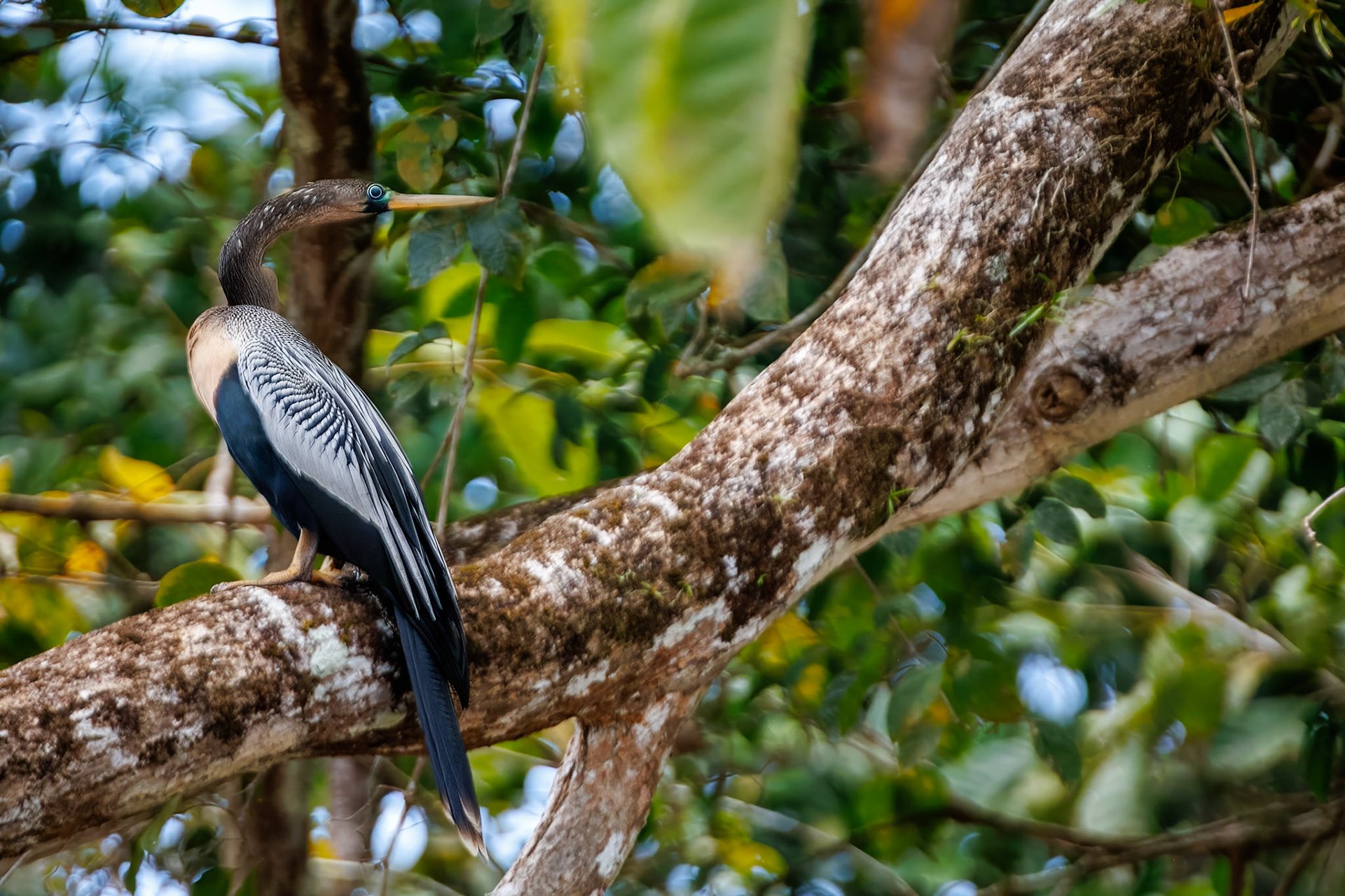 Anhinga (snake bird)