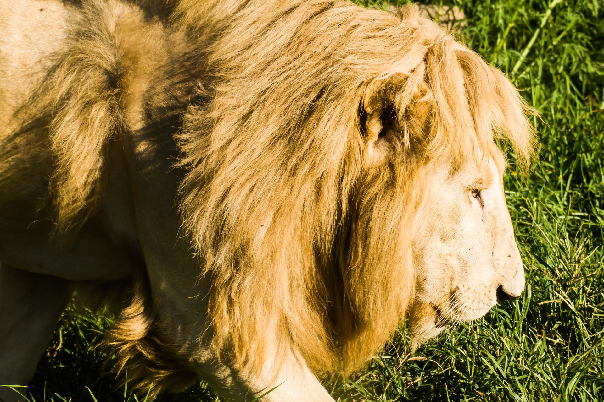 Lion taking a stroll past -Rhino and Lion Nature Reserve SA