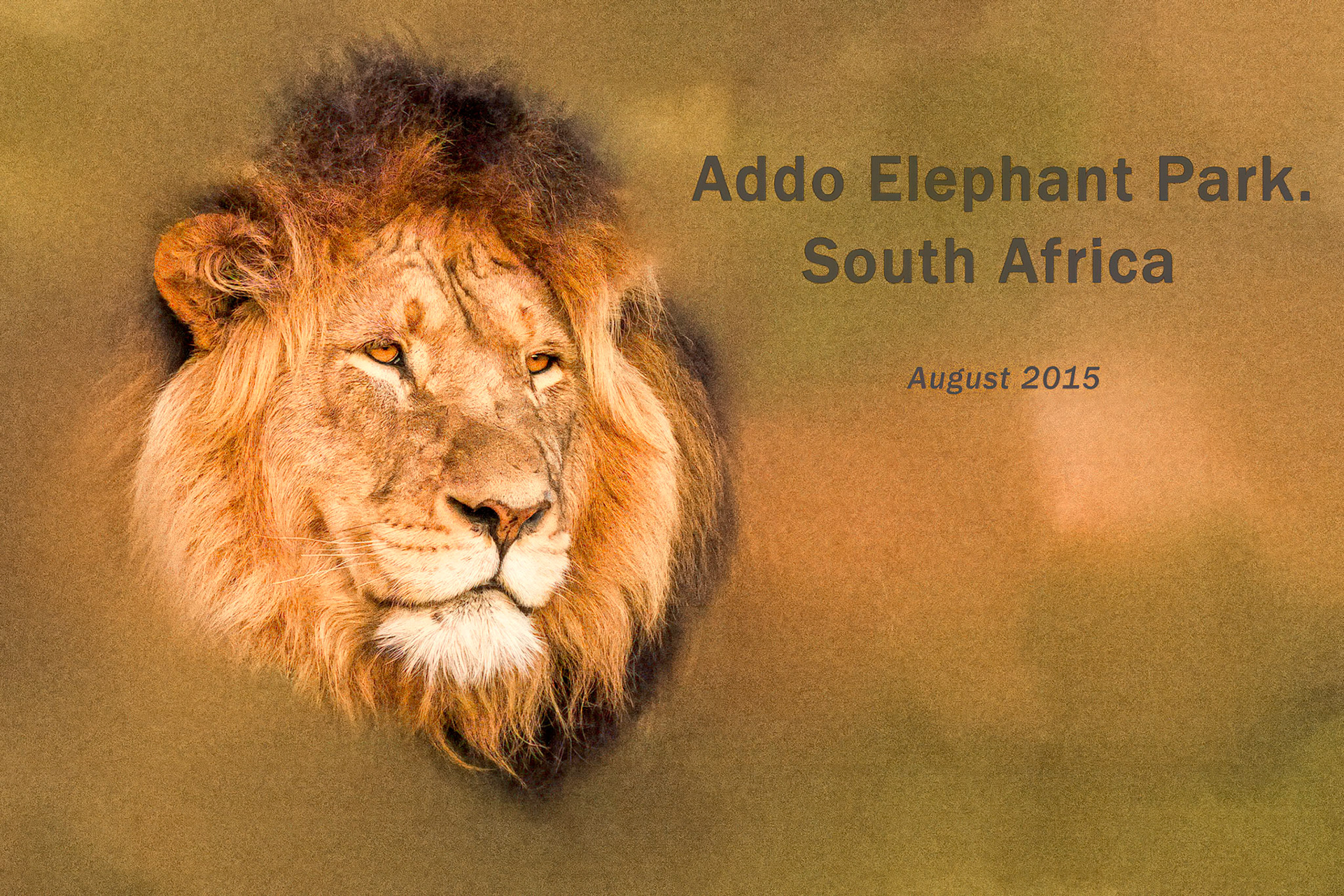 Addo Elephant National Park SA