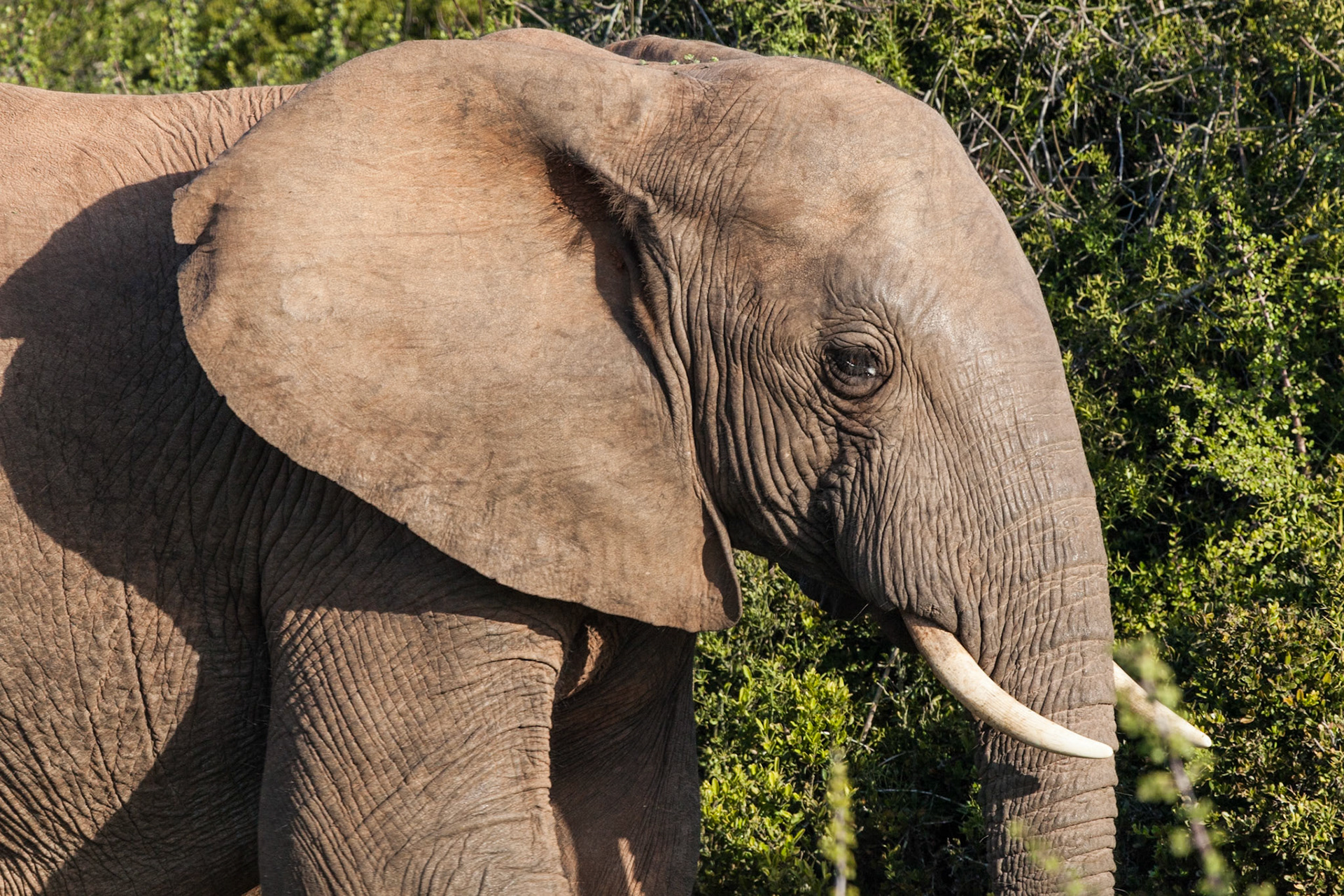 Addo Elephant National Park SA