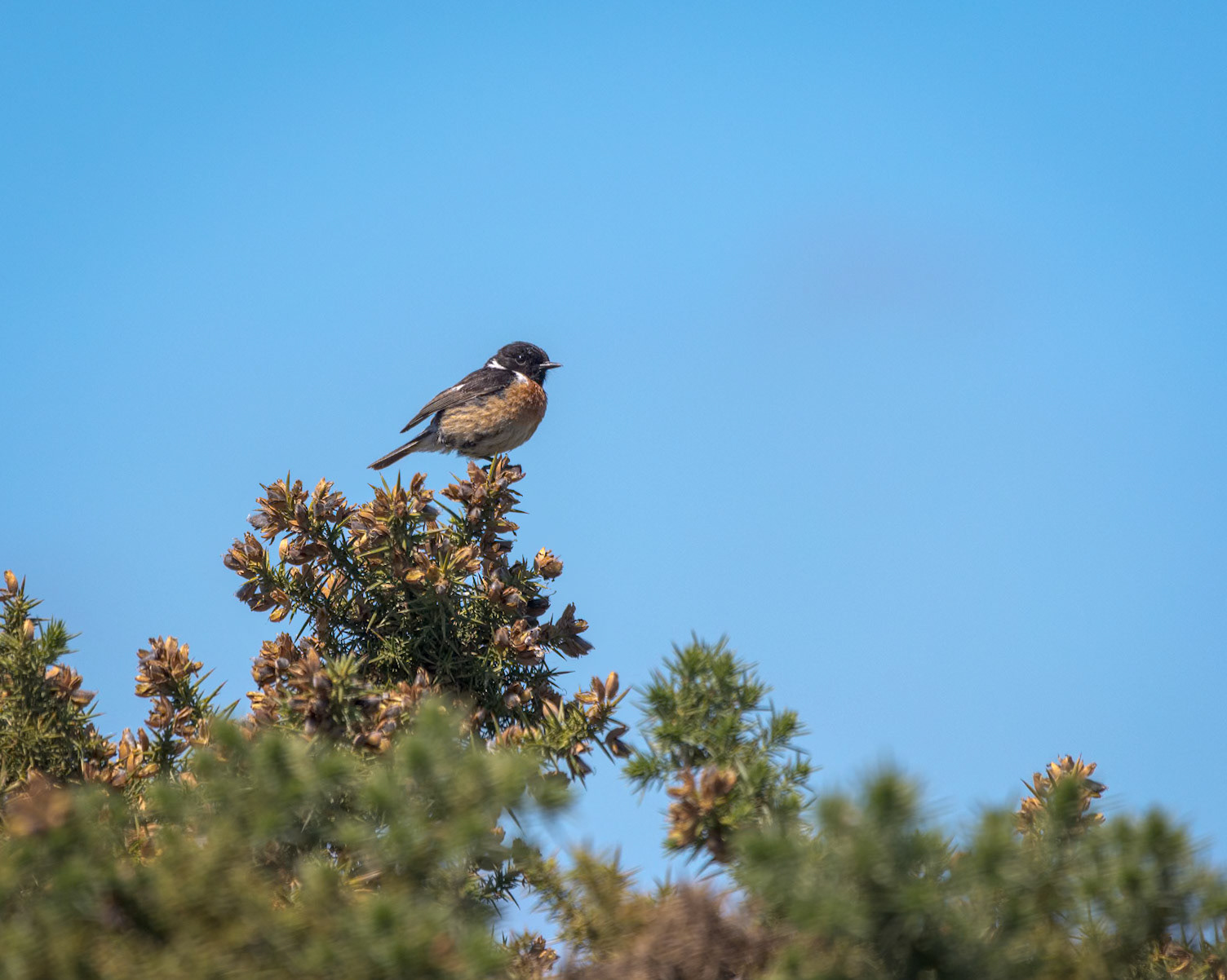 Stonechat