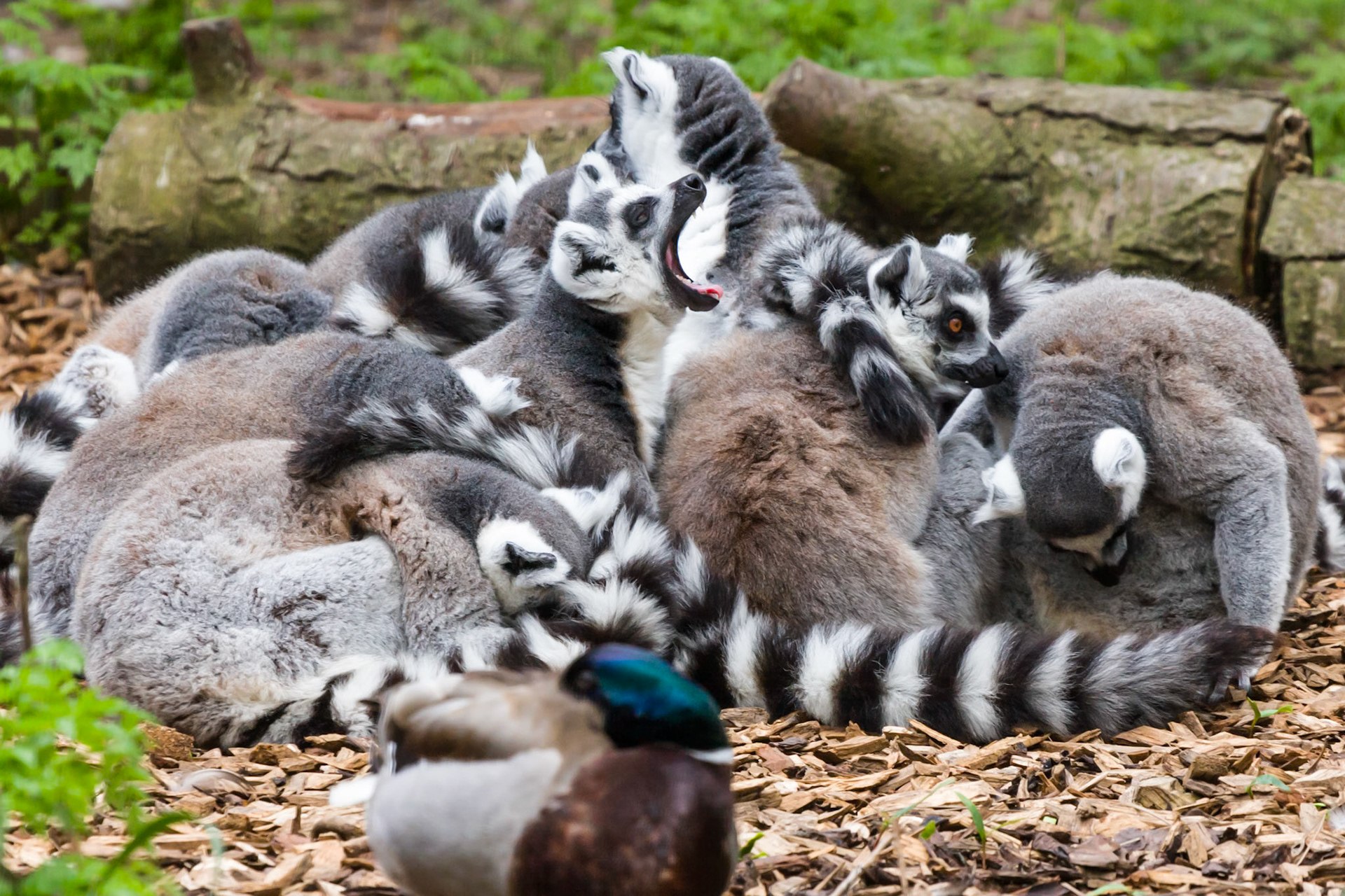 Ring Tailed Lemur Chester Zoo