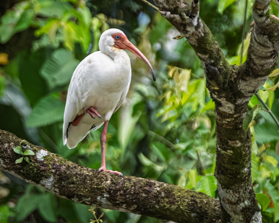 White Ibis