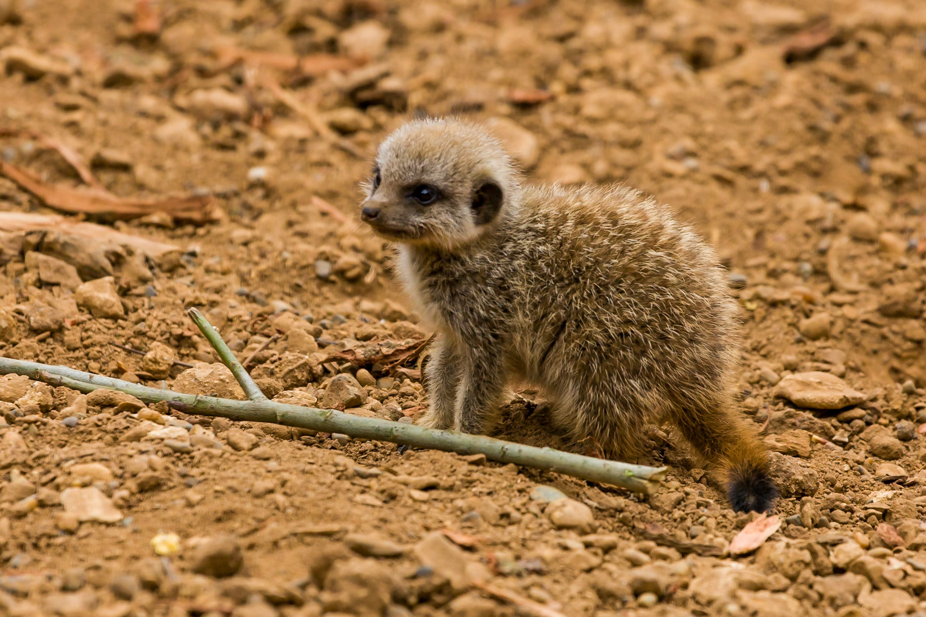 Young Meerkat at Chester Zoo