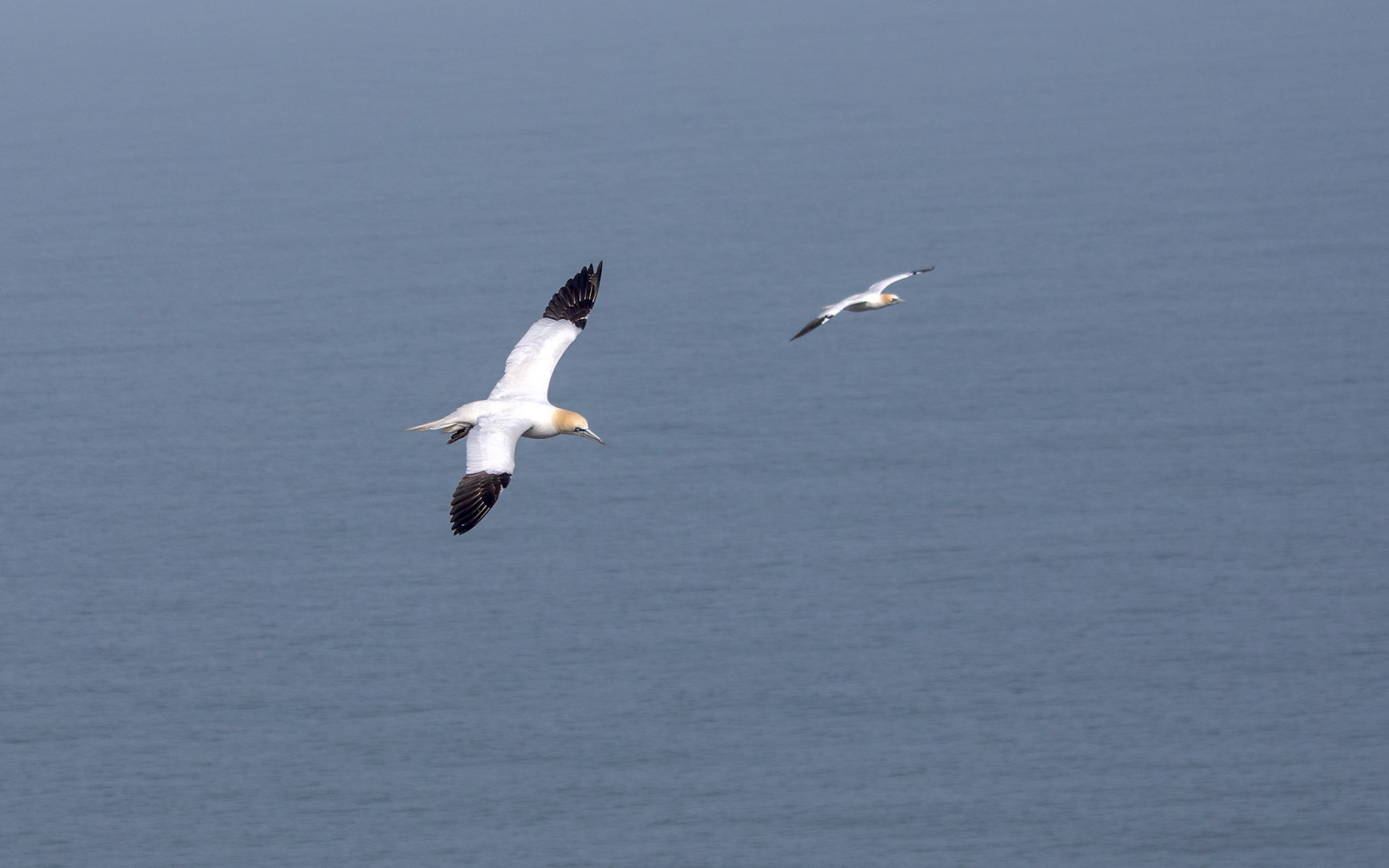 Gannet, RSPB Bempton