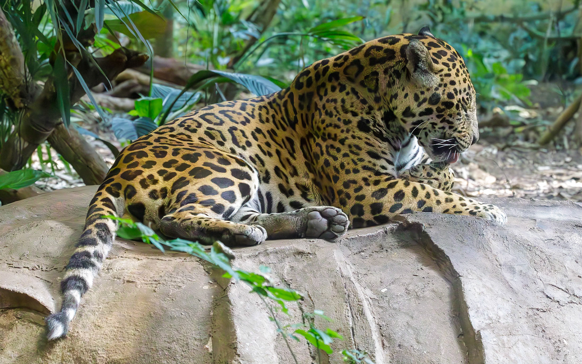 Jaguar, Chester Zoo