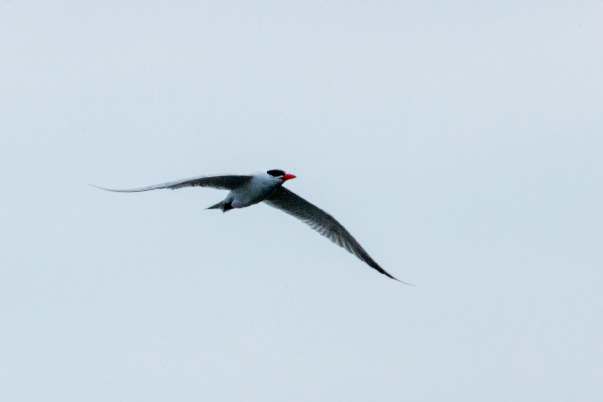 RSPB Leighton Moss, this bird caused the invasion of the twitchers.
