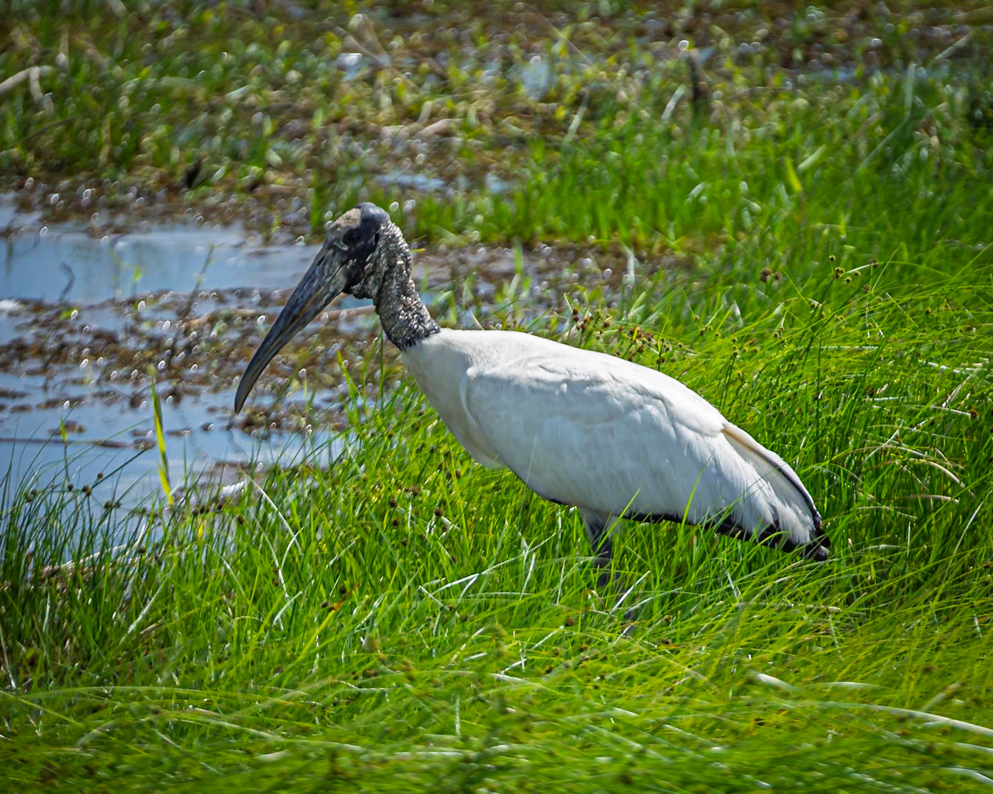 Wood Stork
