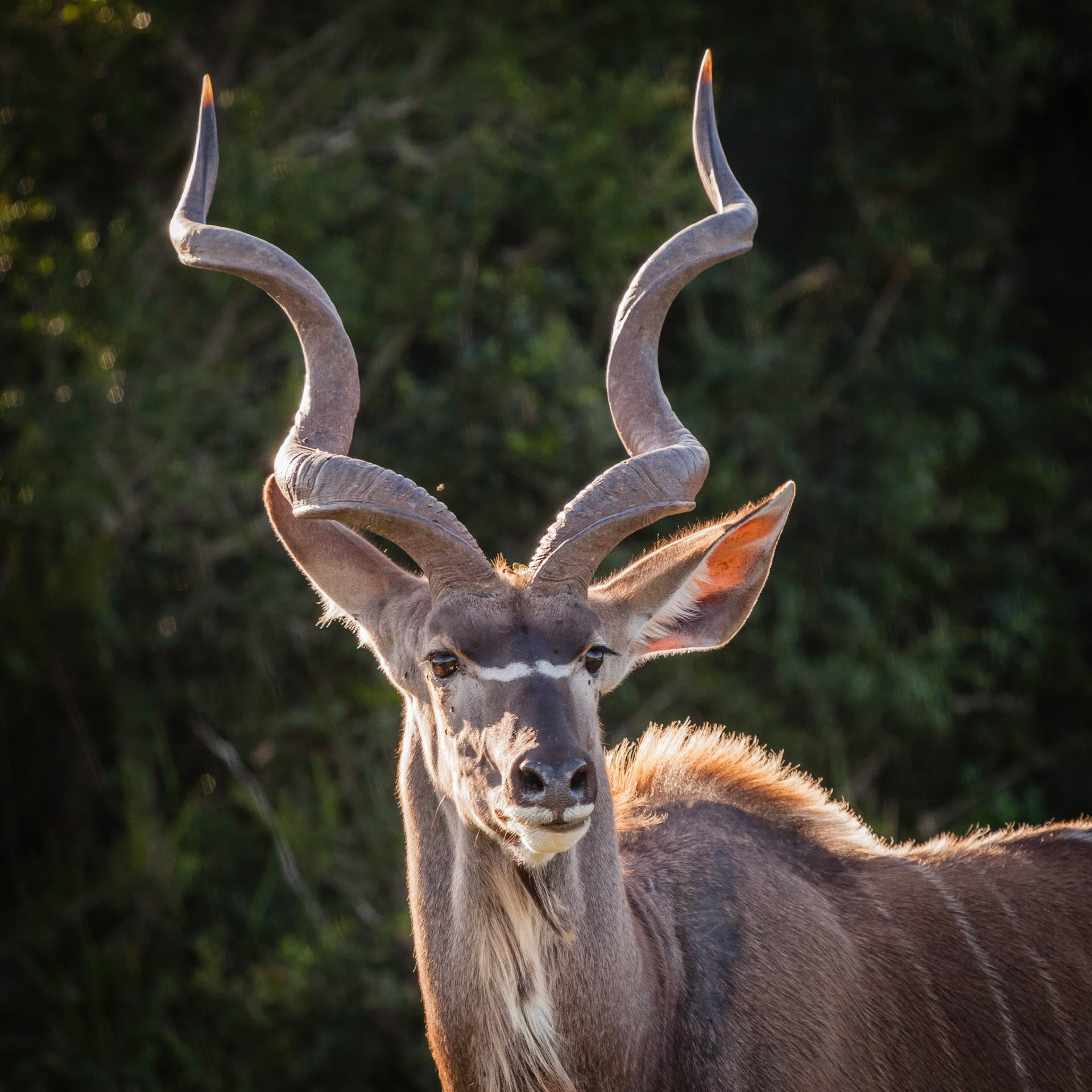 Addo Elephant National Park SA