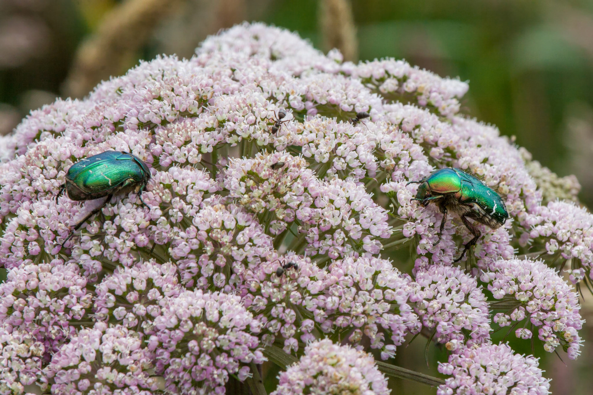 RSPB South Stack, Rose Chafer or "Cetonia Aurata"