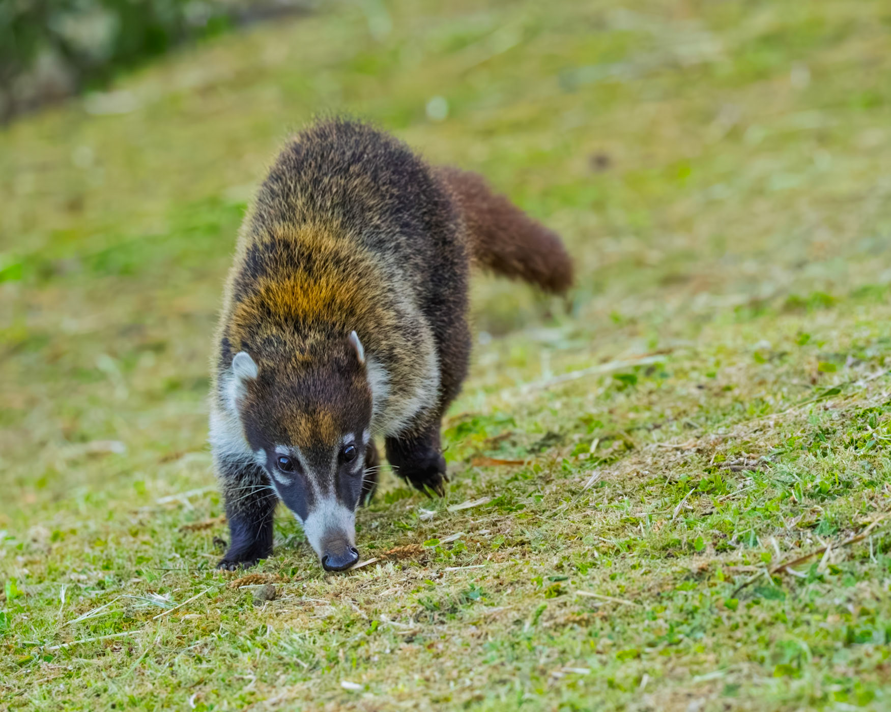 White Nosed Coati